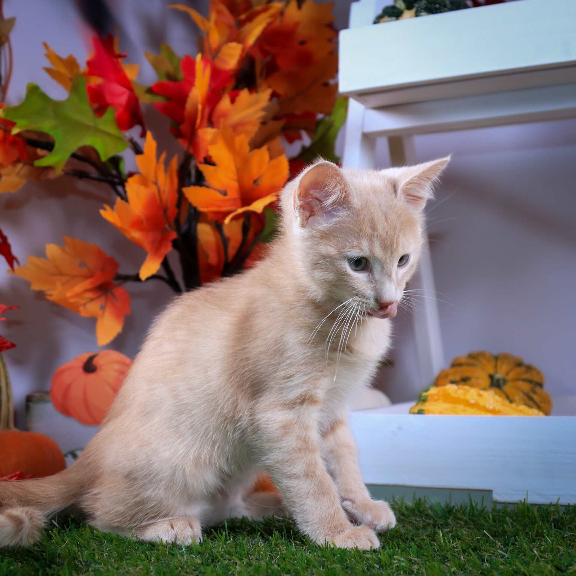 Squirt (M-DSH-Ginger)