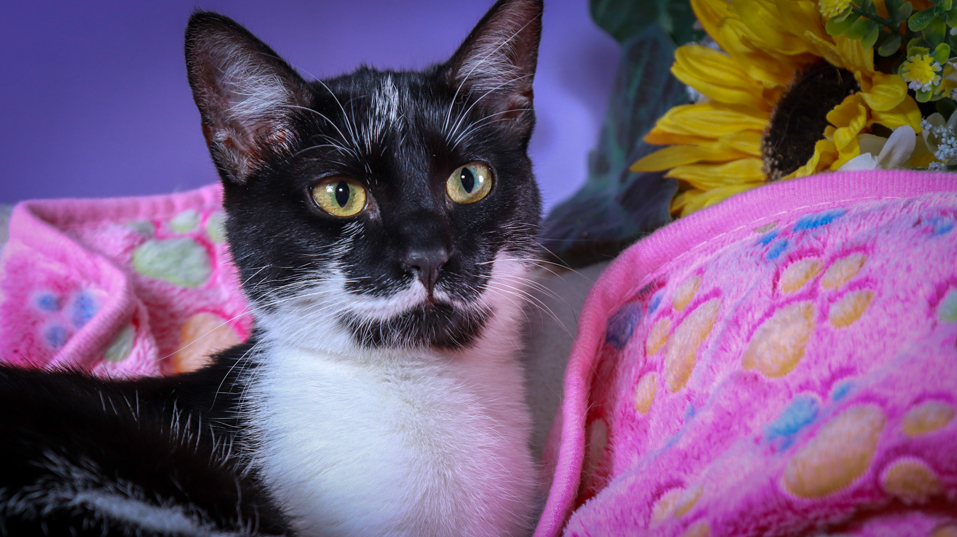 Jujubee (F-DSH-Black/White)