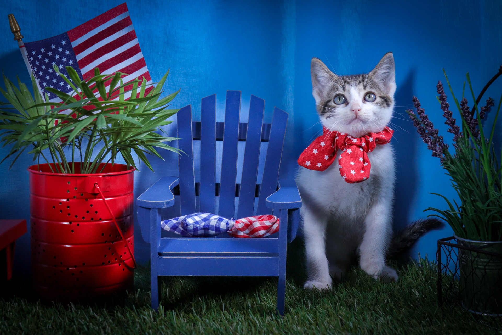 Dot (F-DSH-Tabby/White)