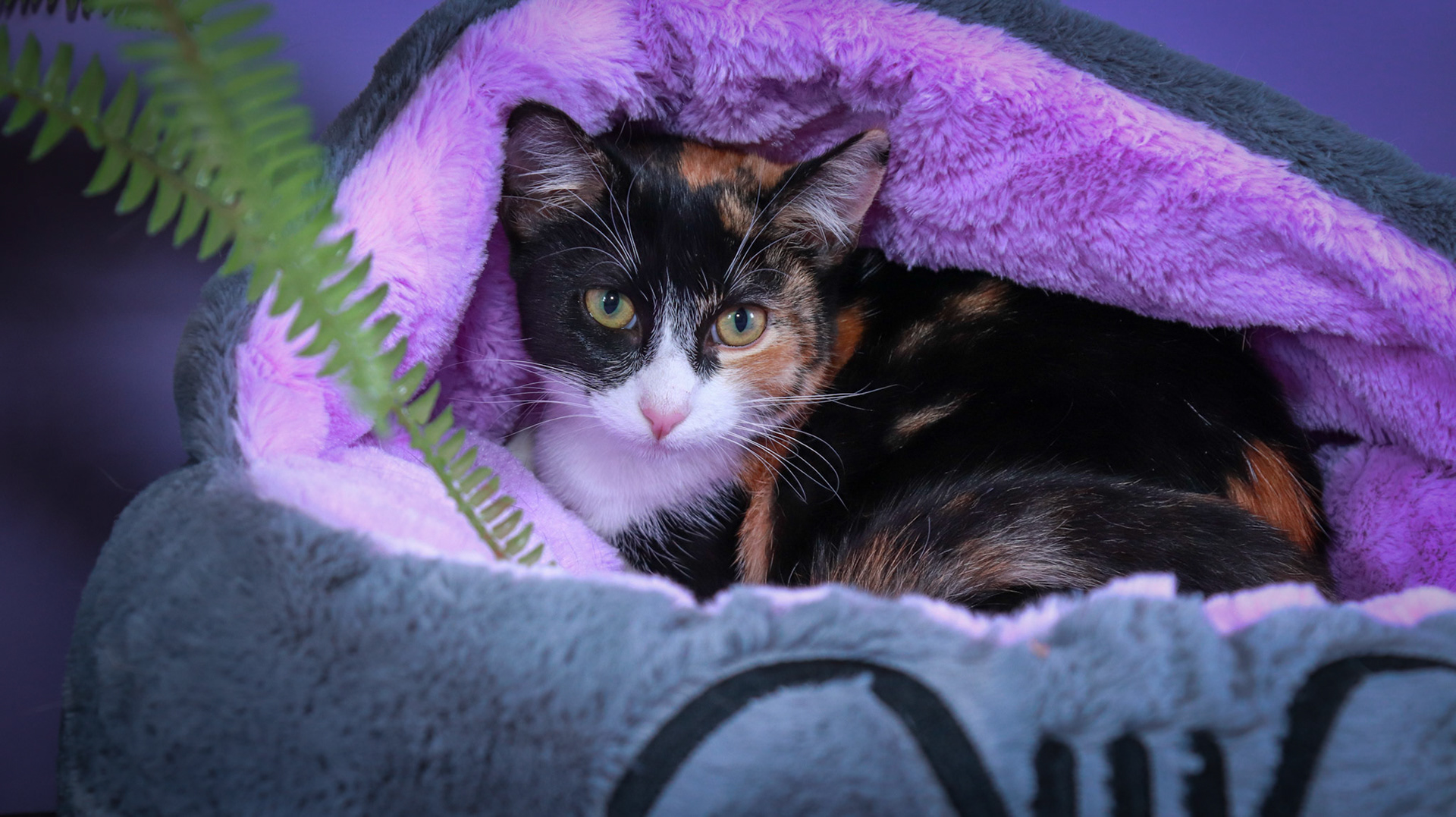 Izzy (F-DSH-Calico)
