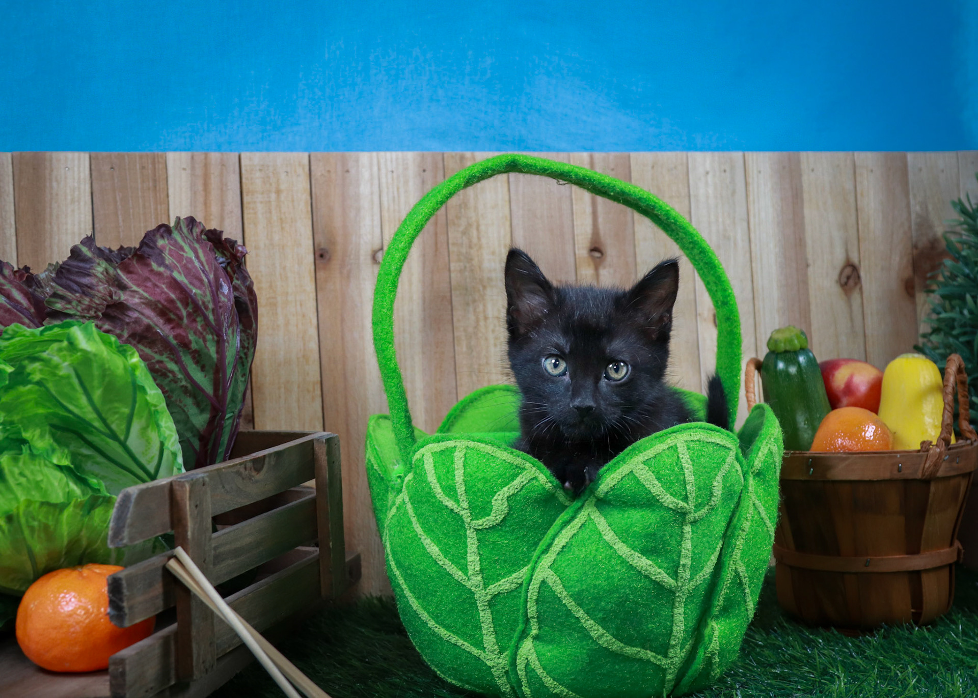 Lottie (F-DSH-Black)
