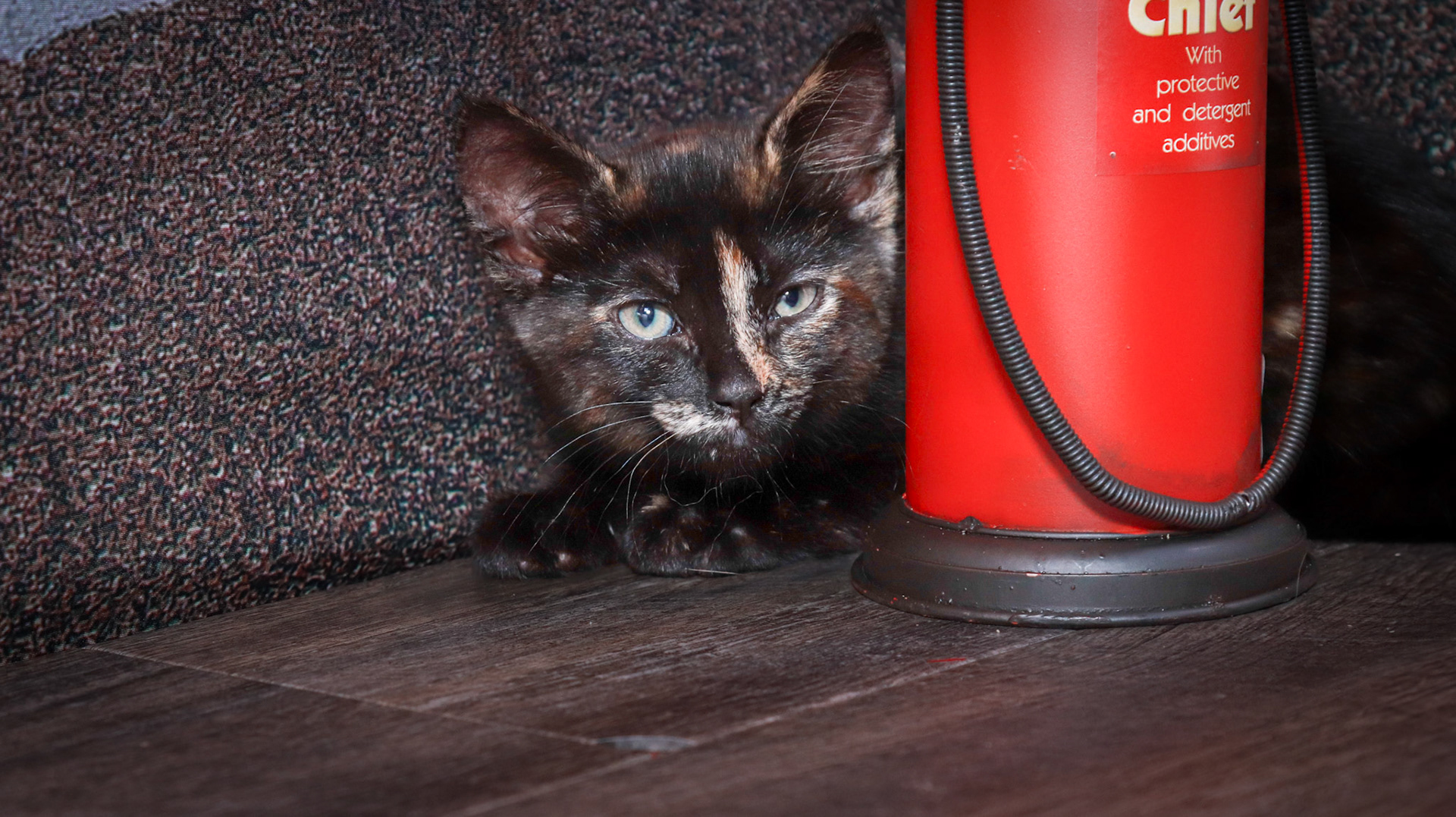 Tinkerbell (F-DSH-Tortie)