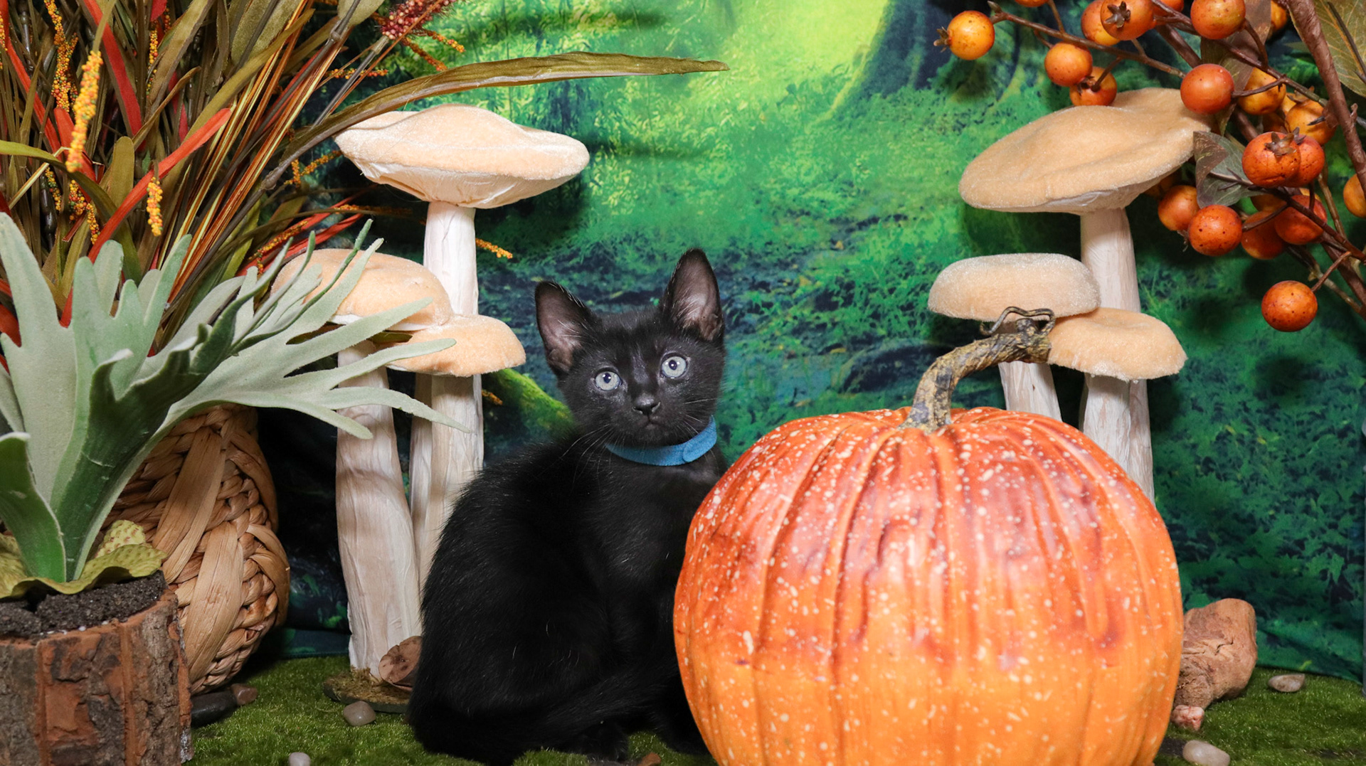 Koa (M-DSH-Polydactyl/Black)