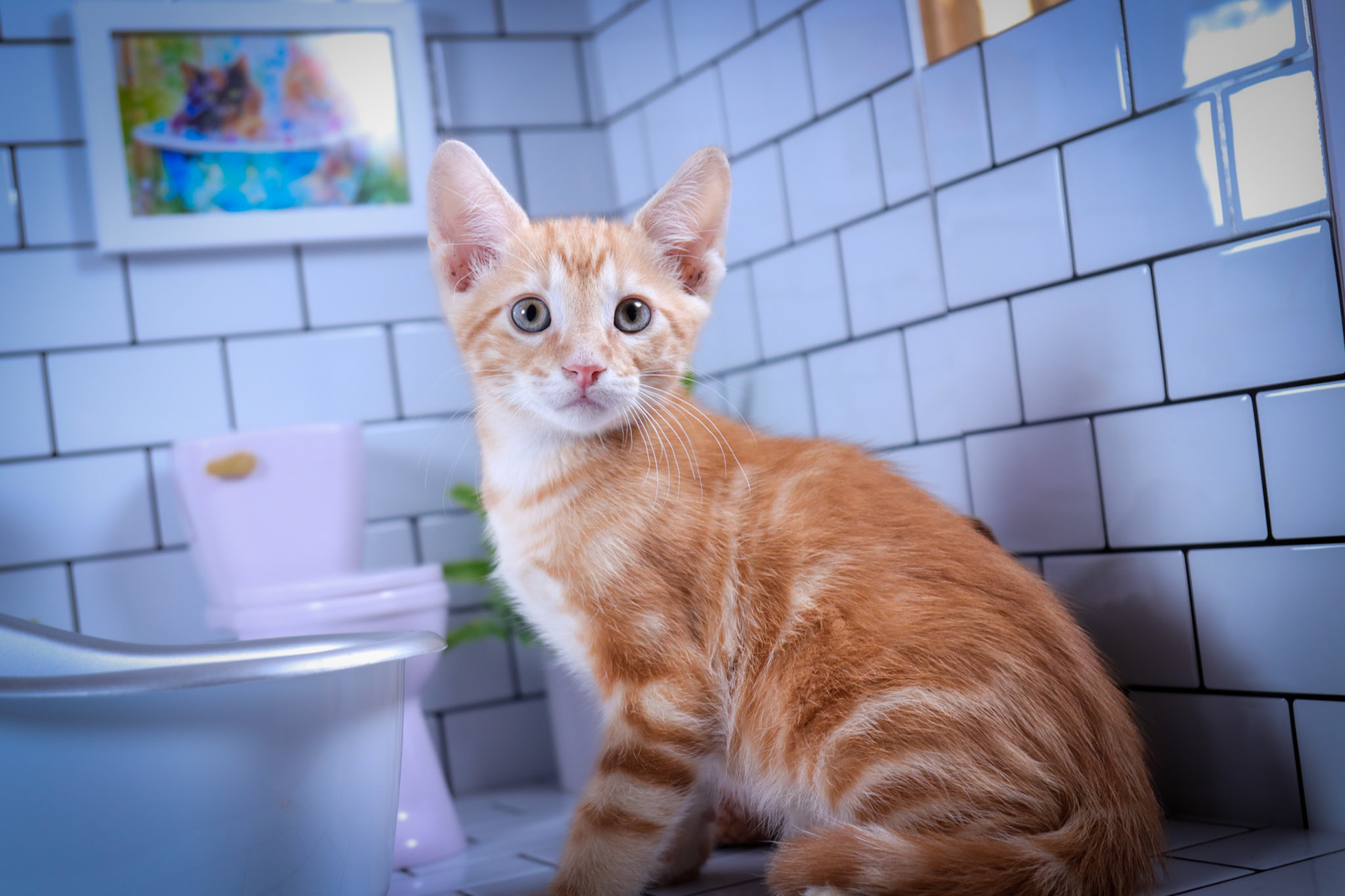 Cheetos (M-DSH-Dark/Bullseye/Ginger Tabby)