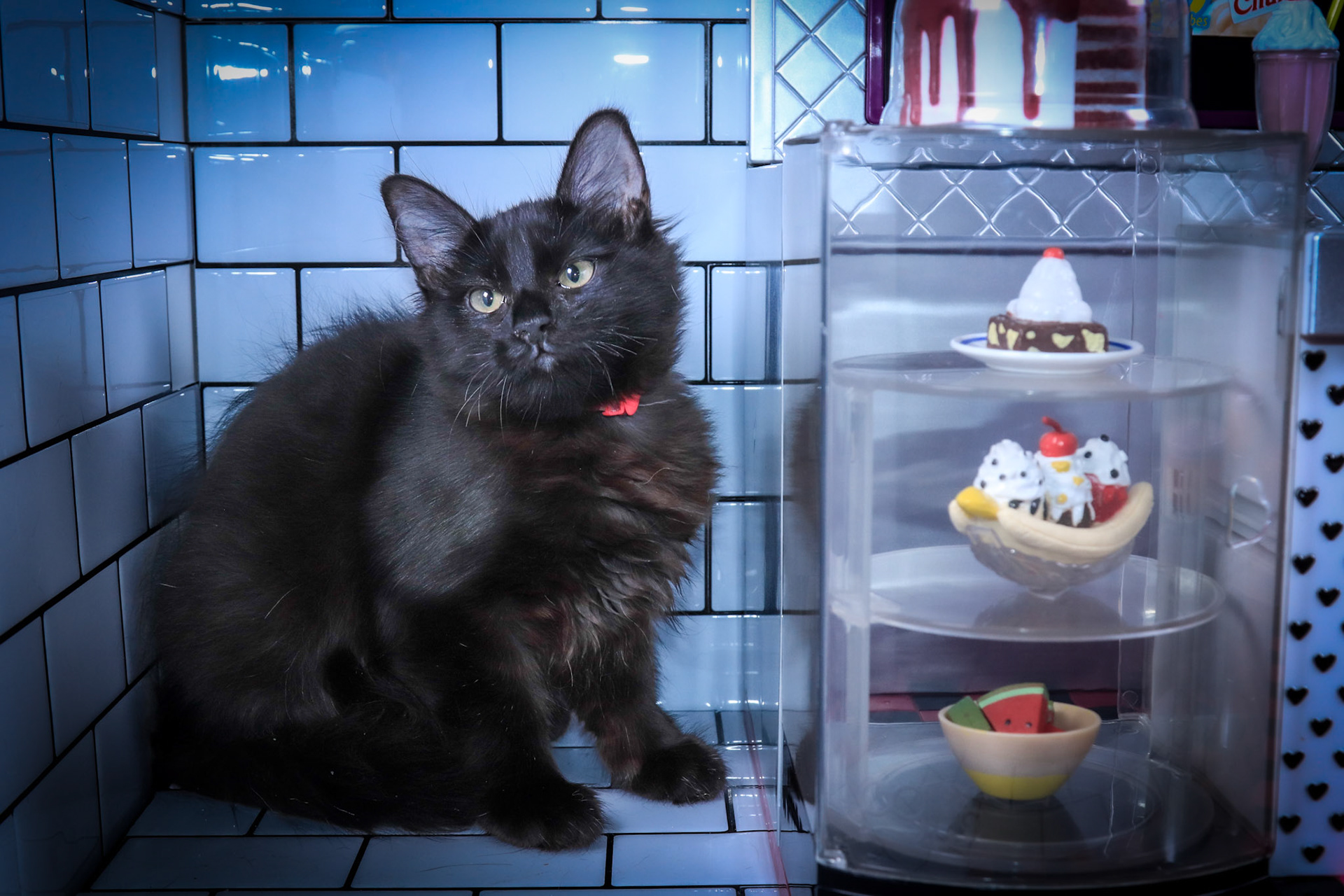 Mooshi (F-DMH-Black)
