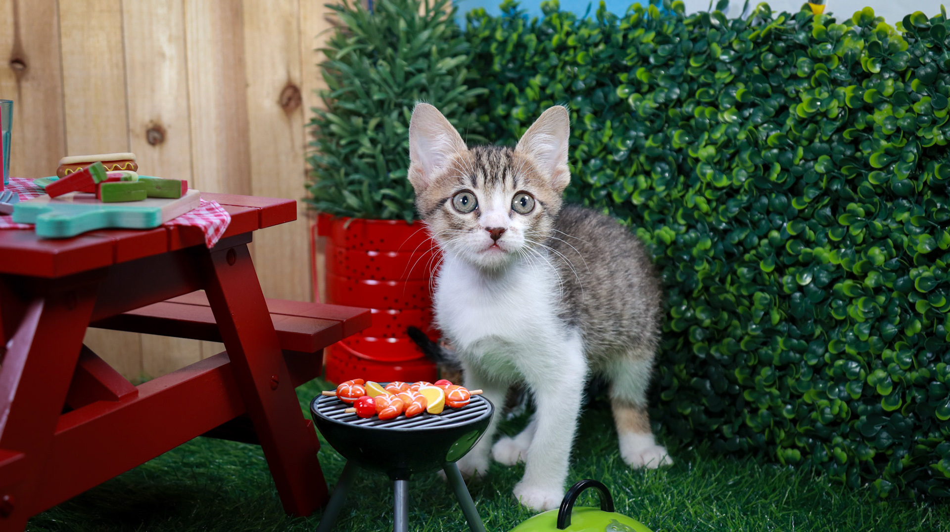Eragon (M-DSH-Tabby/White)