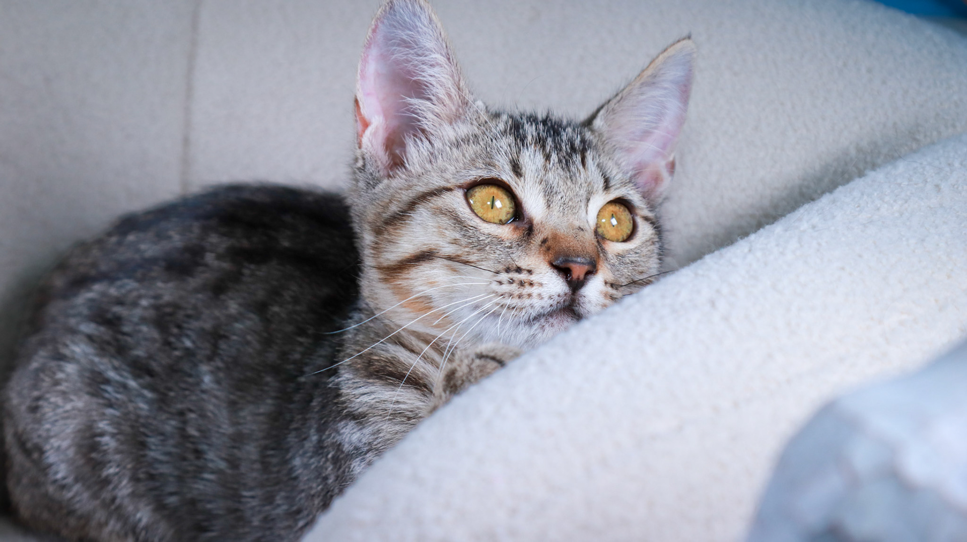 Chloe (F-DSH-Tabby)