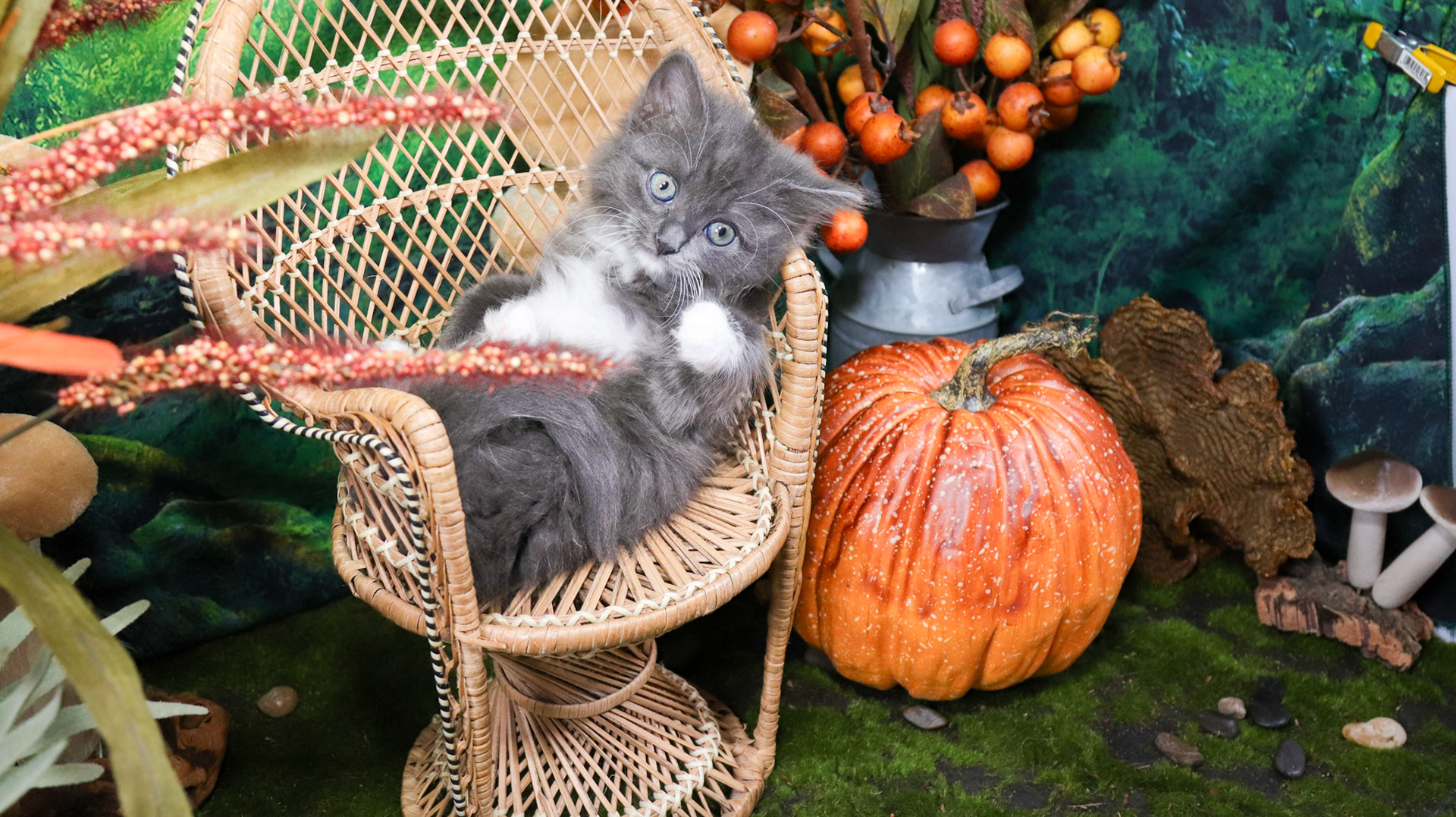 Oakley (F-DLH-Gray/White/Tuxie)