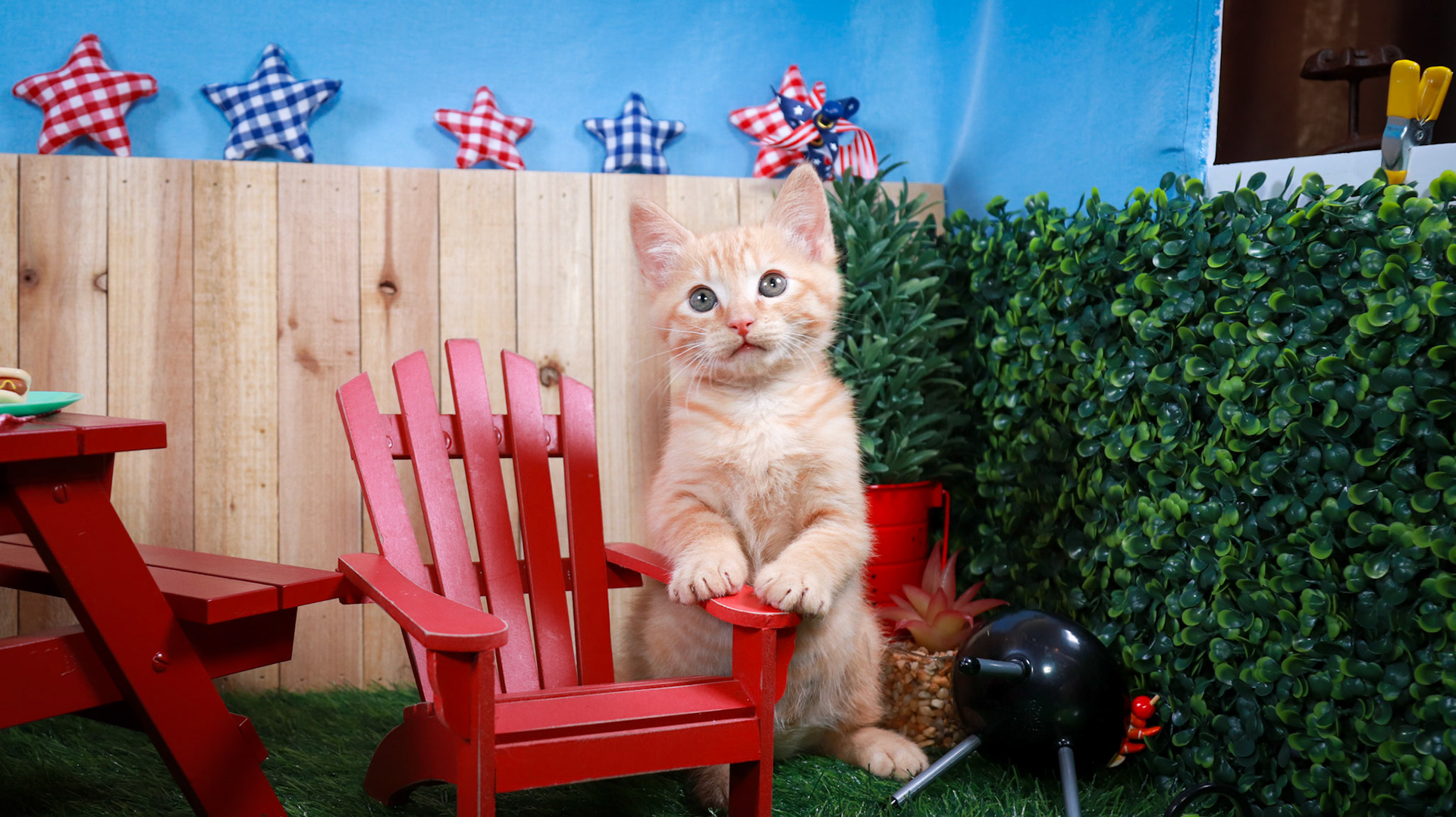 Gus Gus (M-DSH-Ginger)