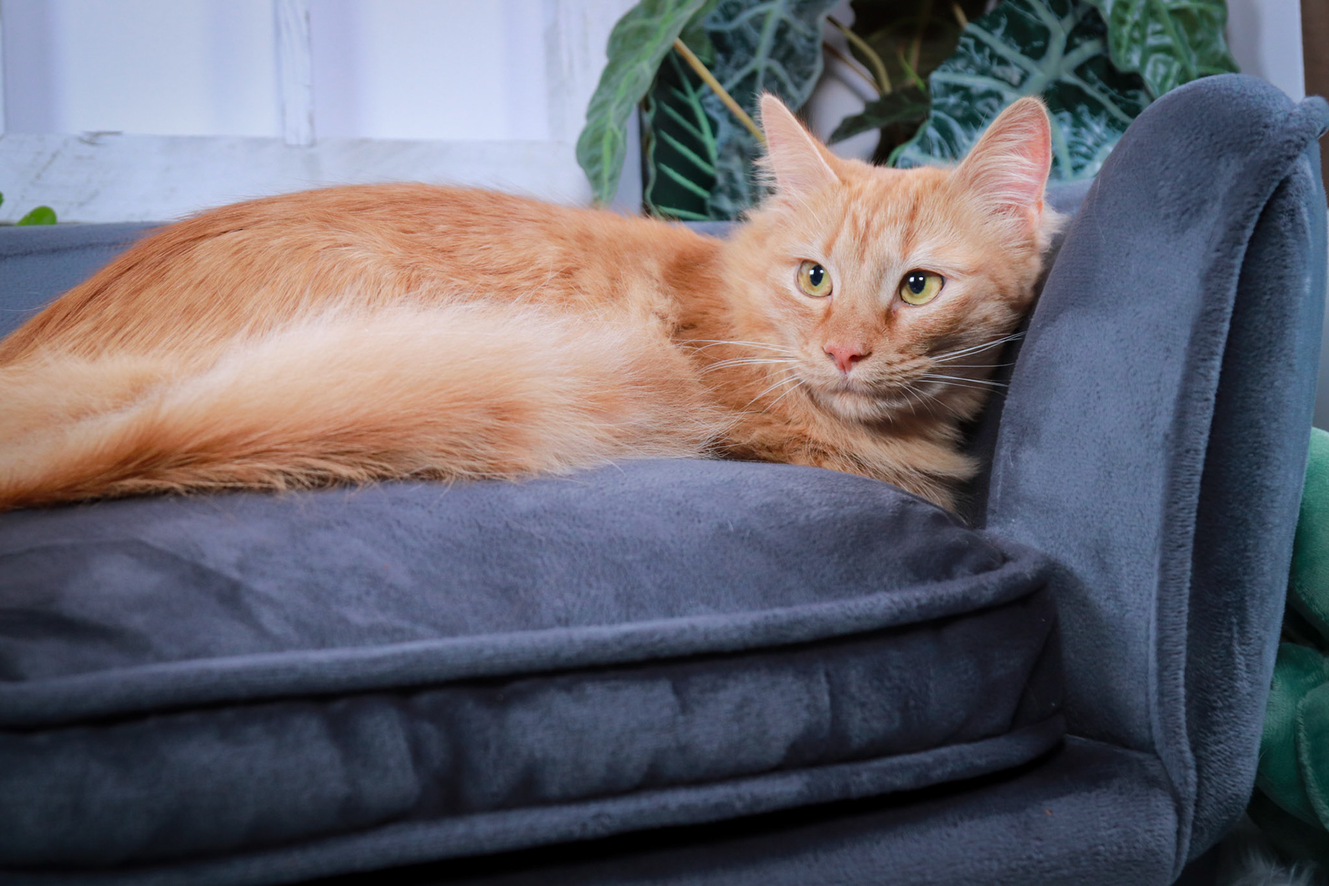 Mango (M-DLH-Ginger/Tabby)