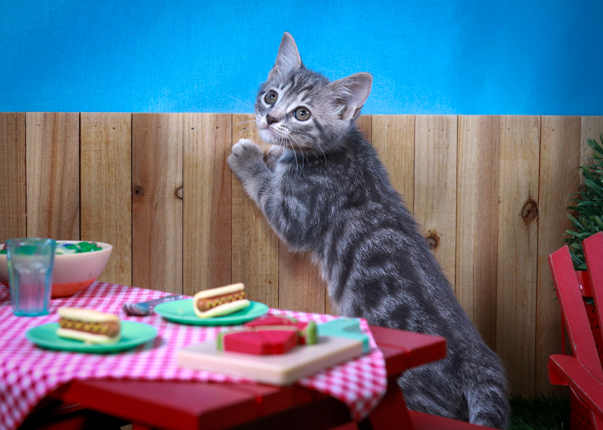 Pansy (F-DSH-Grey/Tabby)
