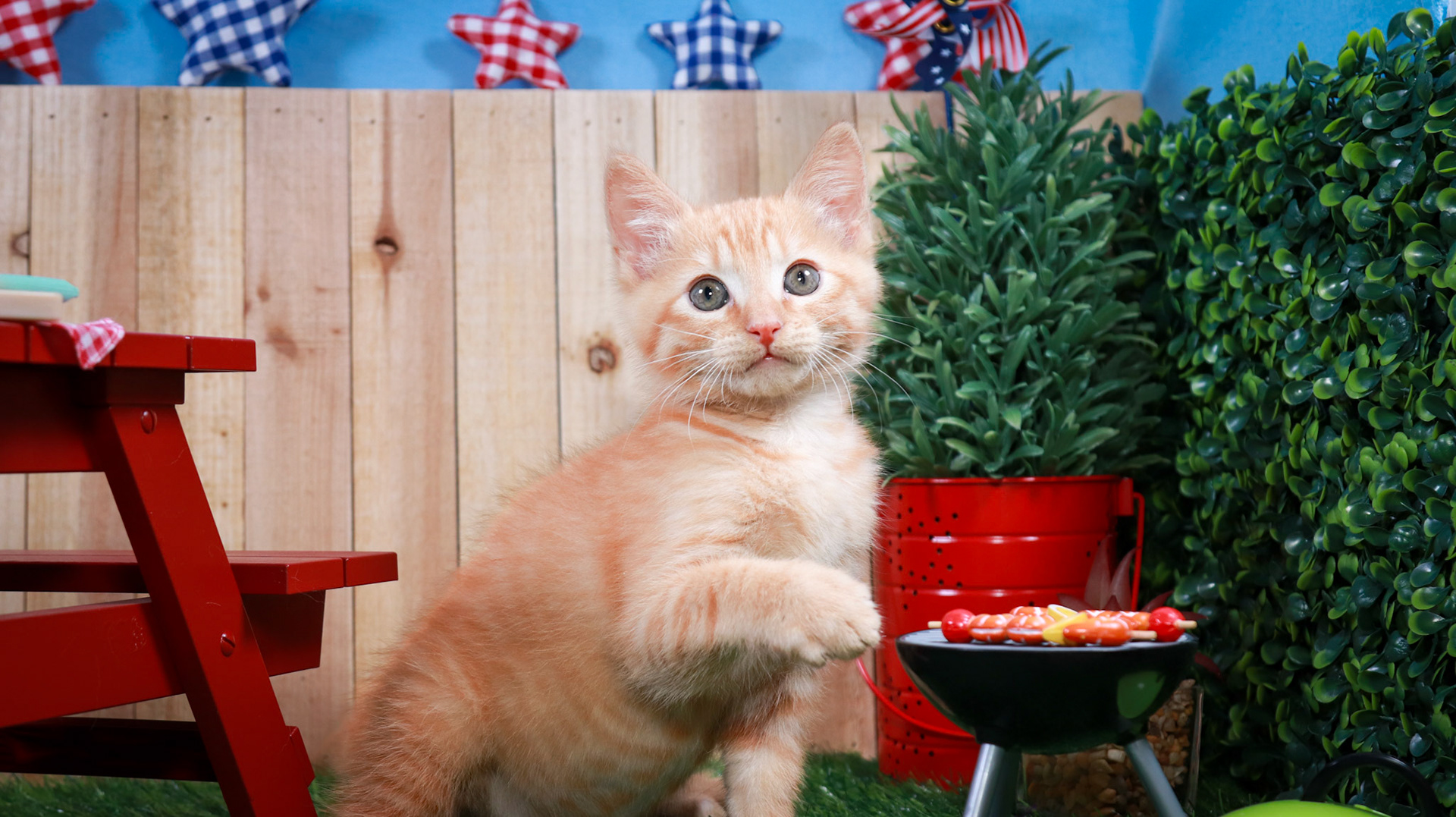 Gus Gus (M-DSH-Ginger)