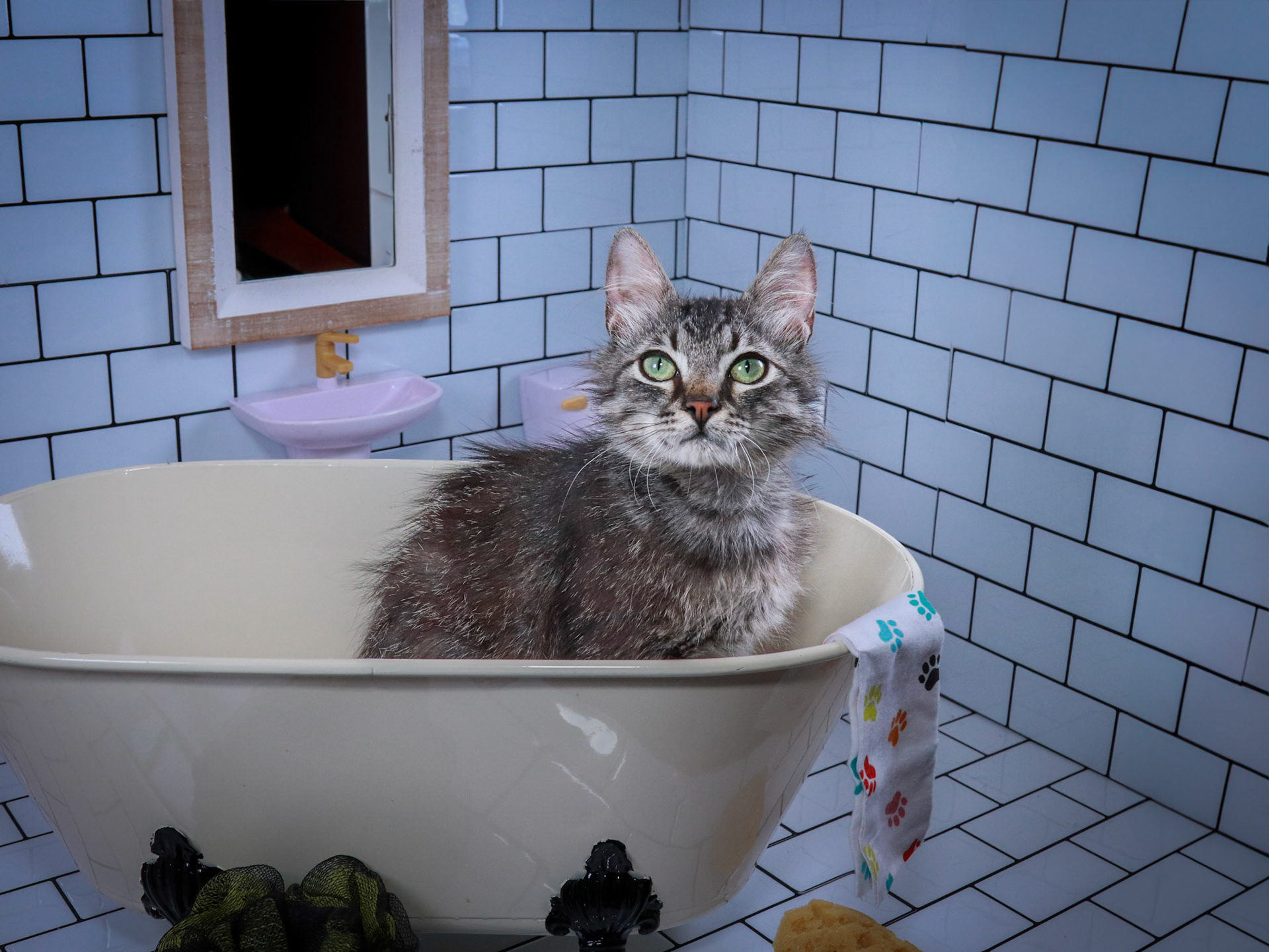 Bucky (M-DMH-Tabby)