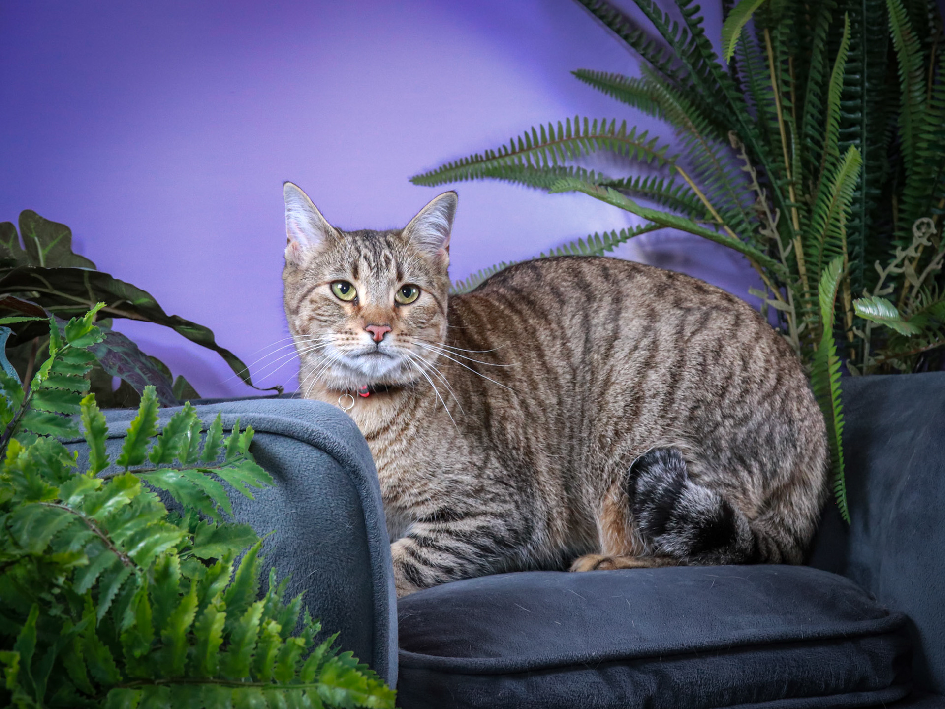 Sheila (F-DSH-Tabby)