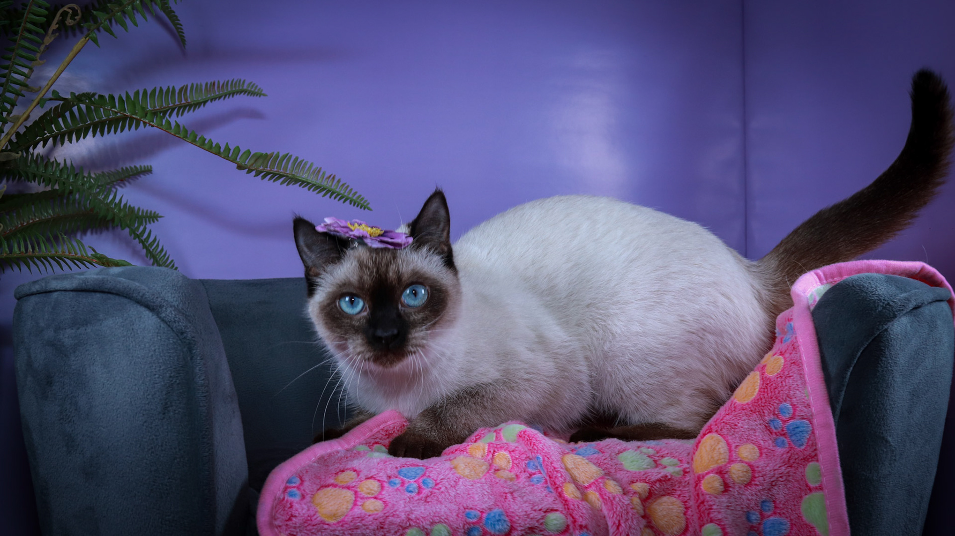 Meci (F-DSH-Seal Point Siamese)