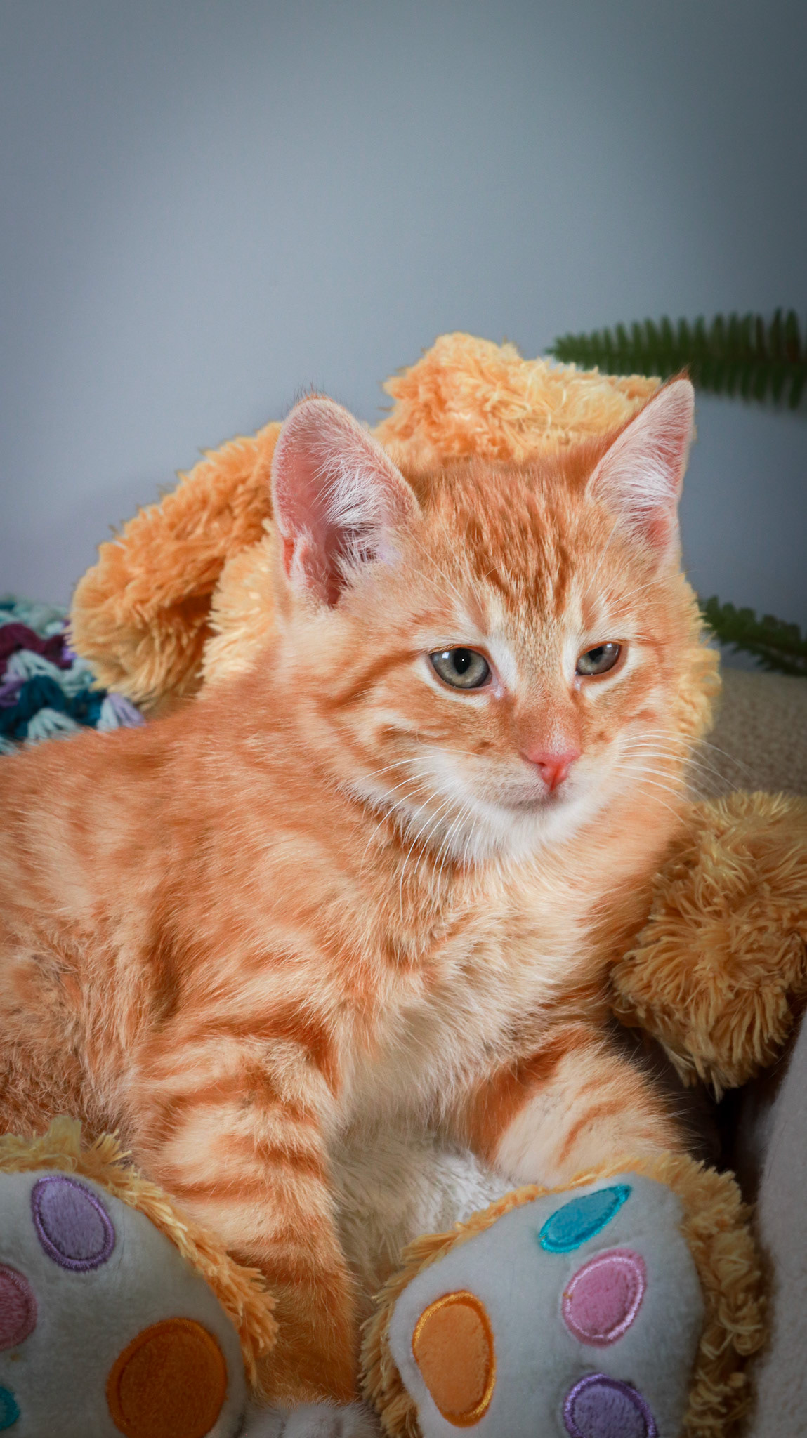 Woodrow (M-DSH-Ginger)