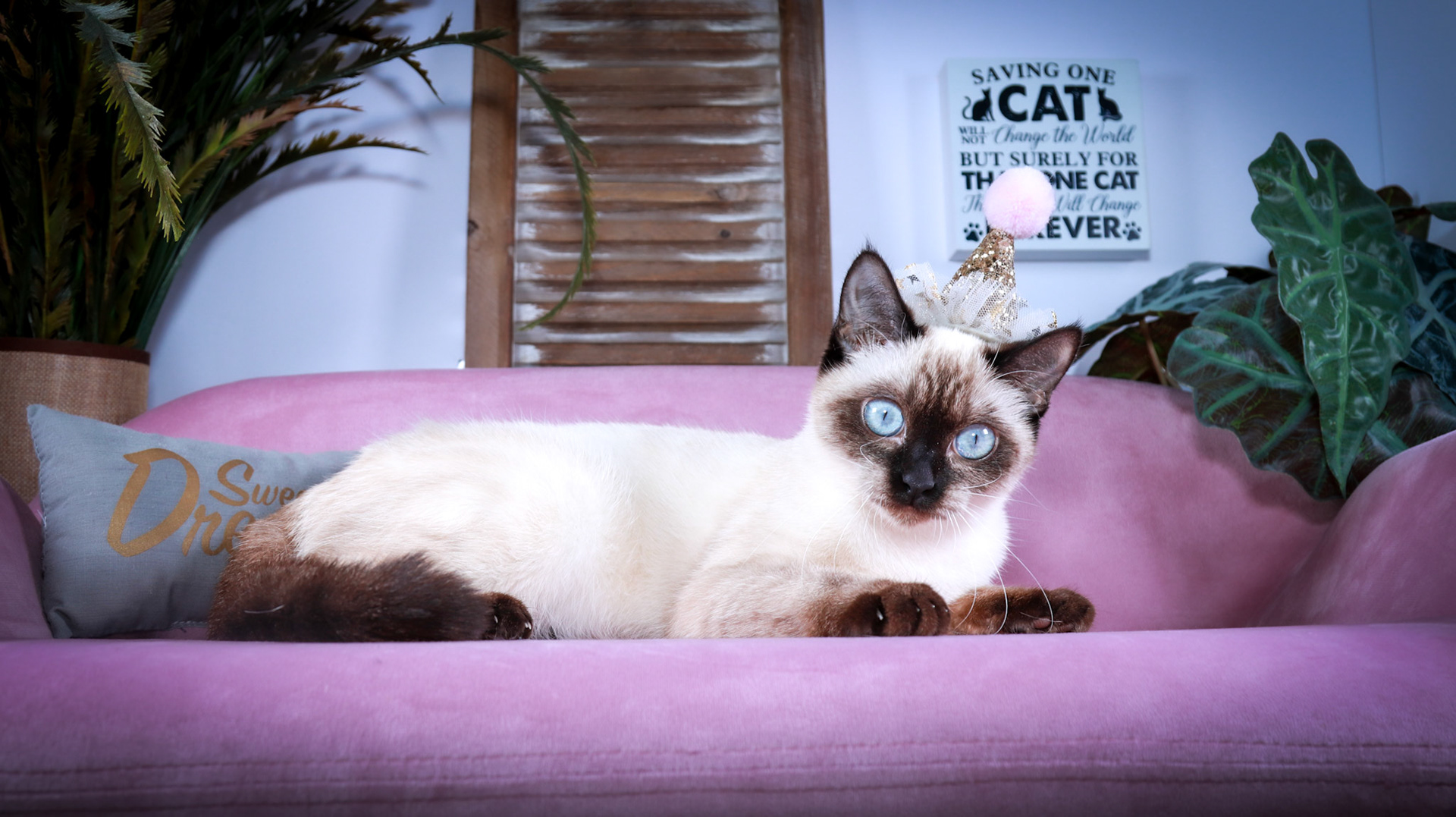 Meci (F-DSH-Seal Point Siamese)