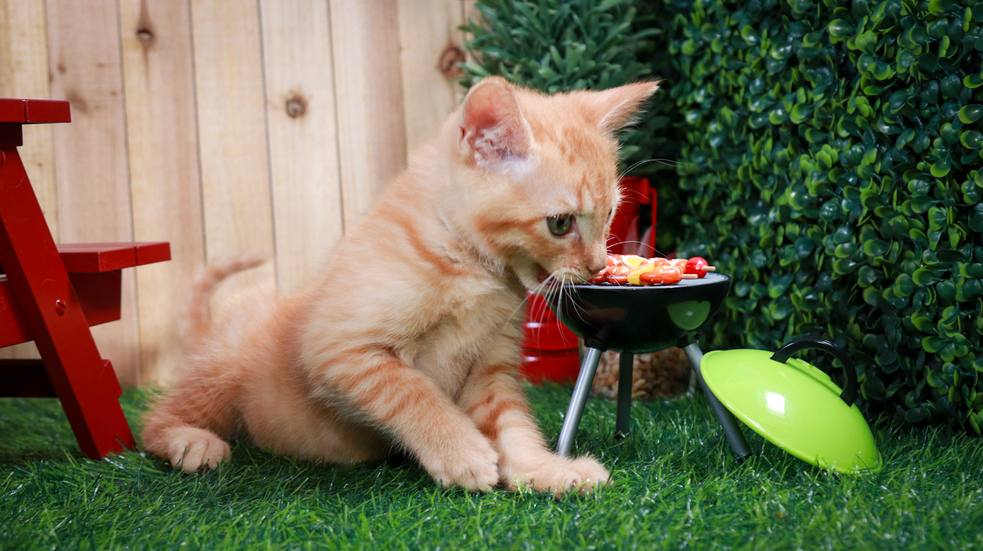 Gus Gus (M-DSH-Ginger)