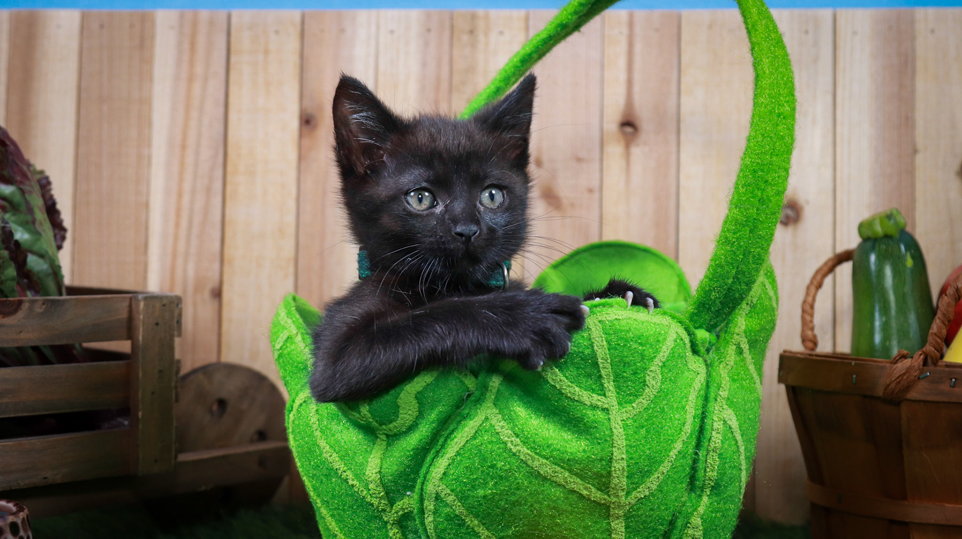 Clover (F-DSH-Black)
