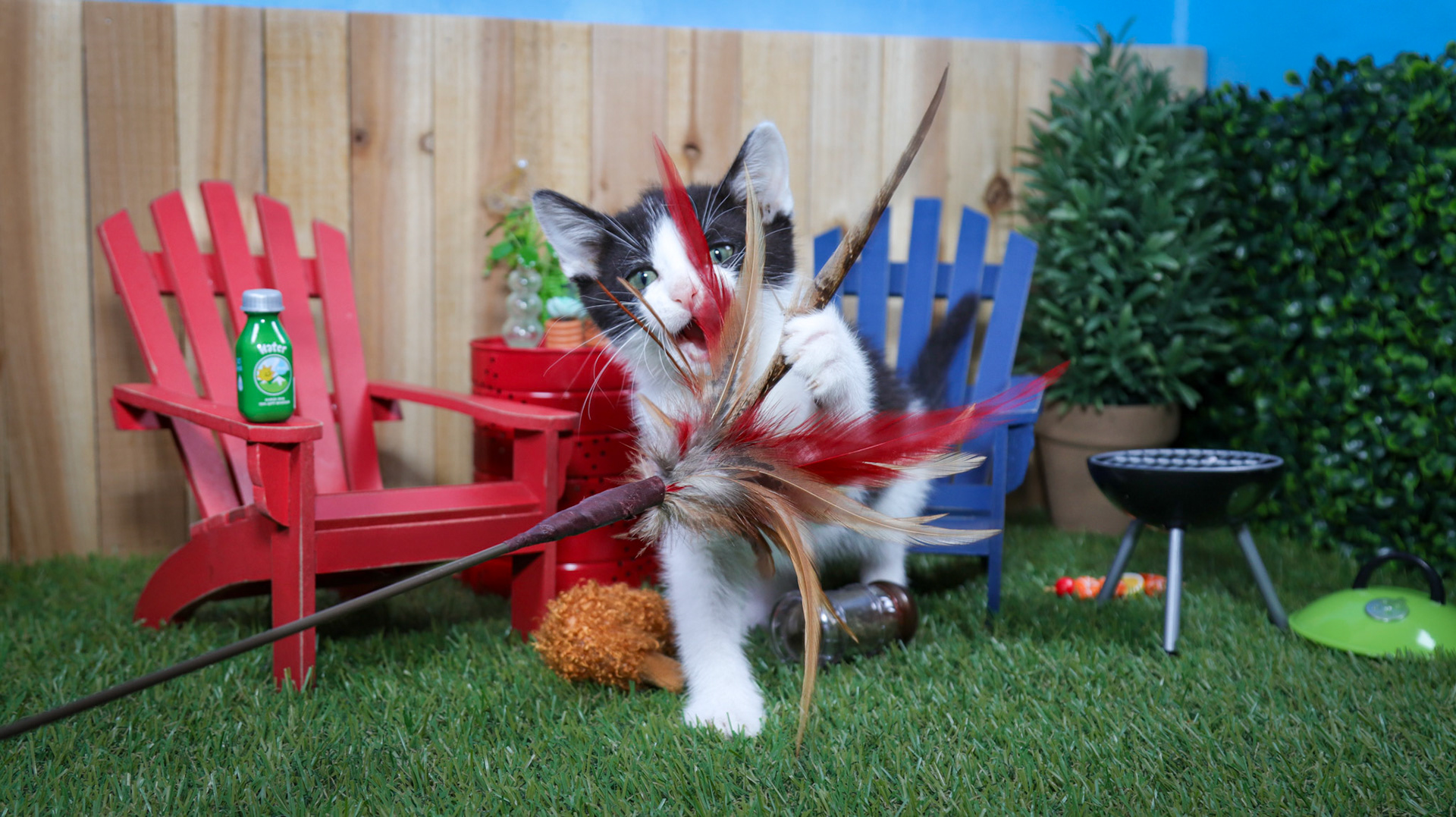 Phineas (M-DSH-Black/White/Tuxie)