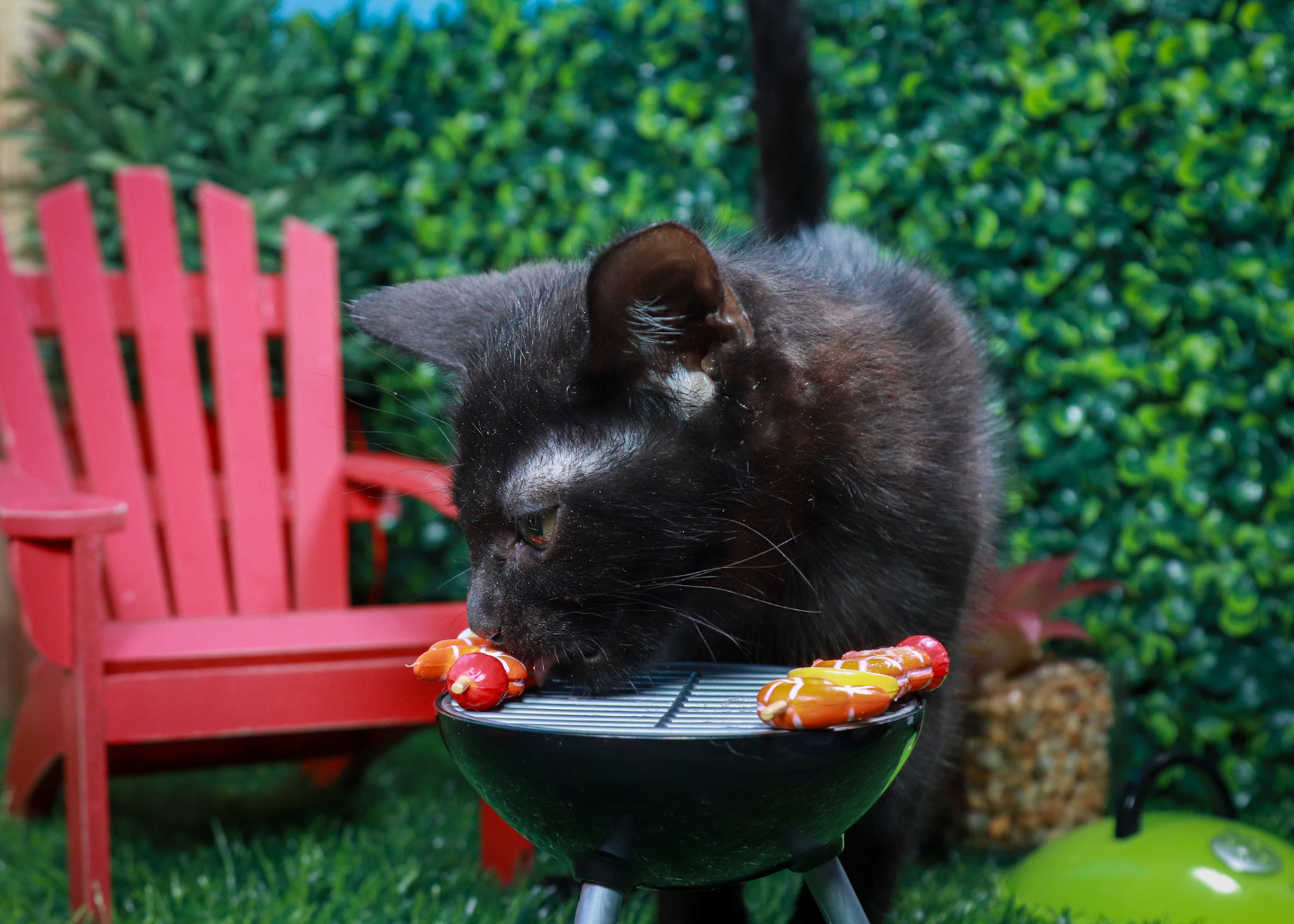 Tara (F-DSH-Black)