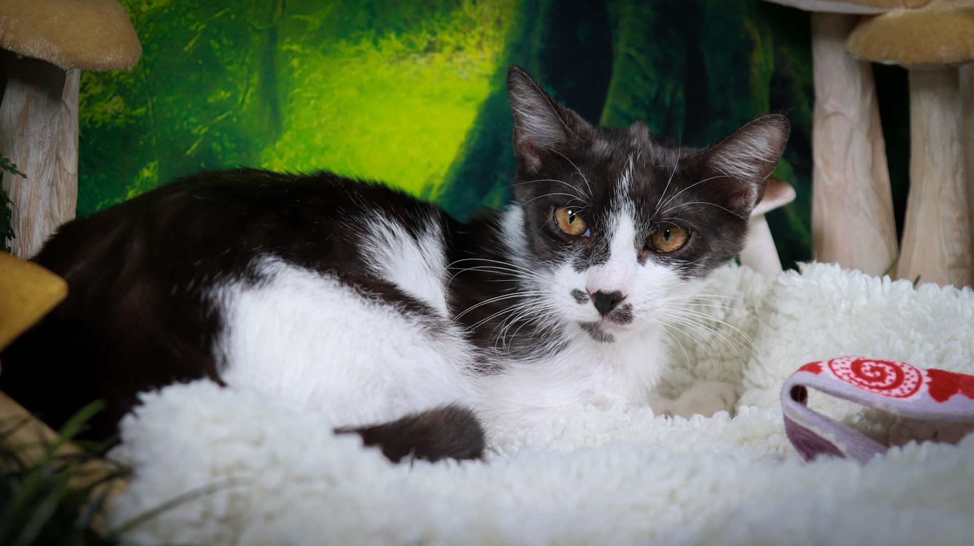 Daisy (F-DSH-Black/White)