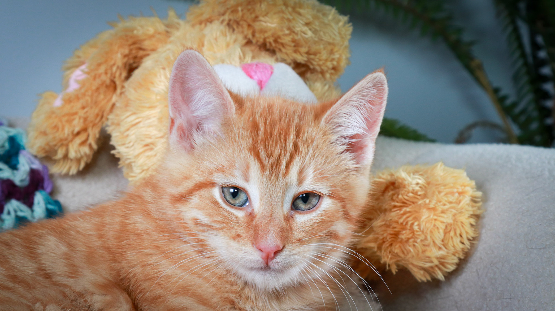 Woodrow (M-DSH-Ginger)