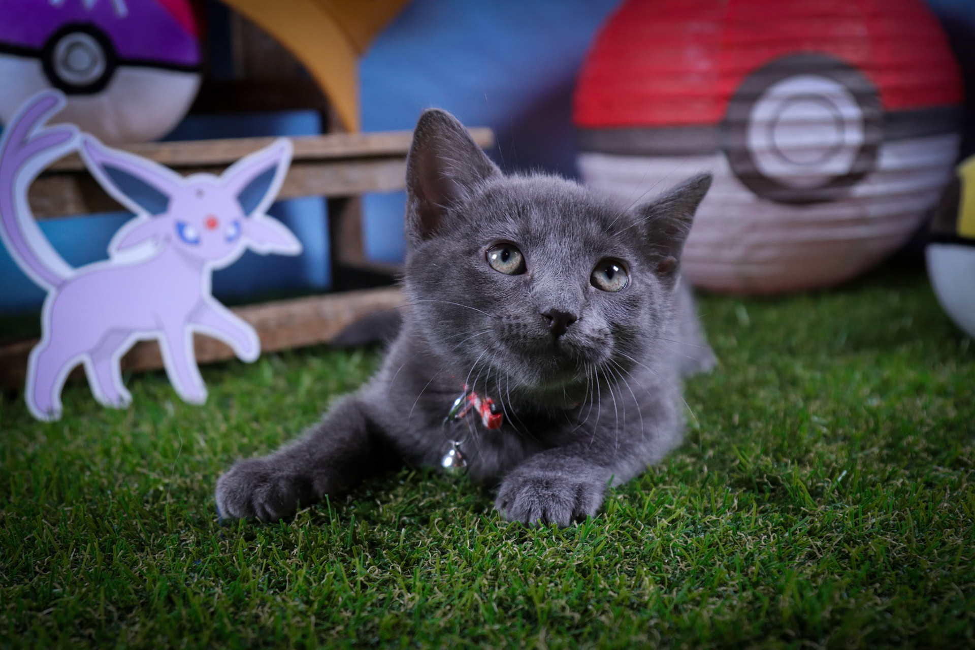 Espeon (F-DSH-Black)
