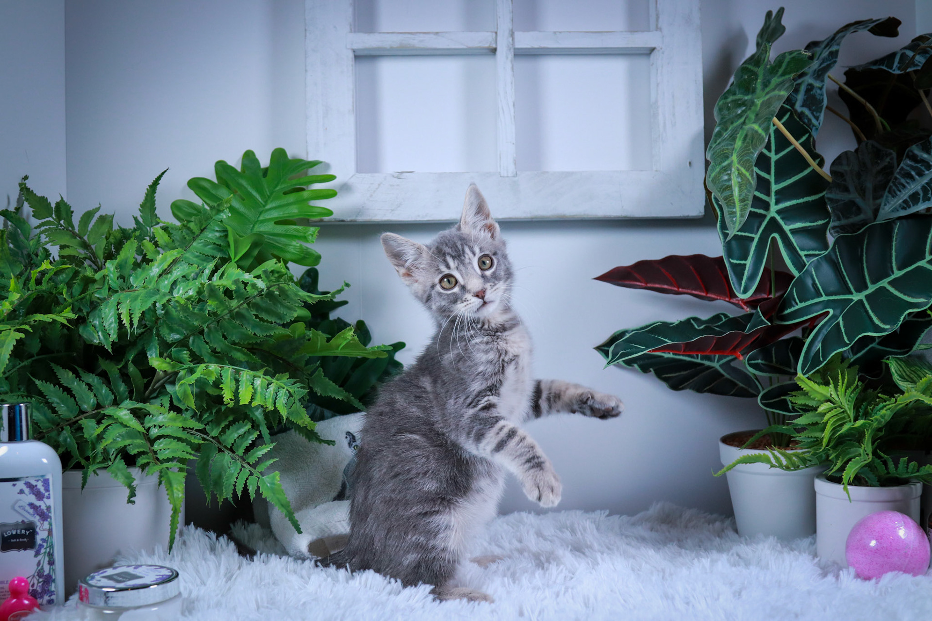 Tobey (M-DSH-Gray/Tabby)