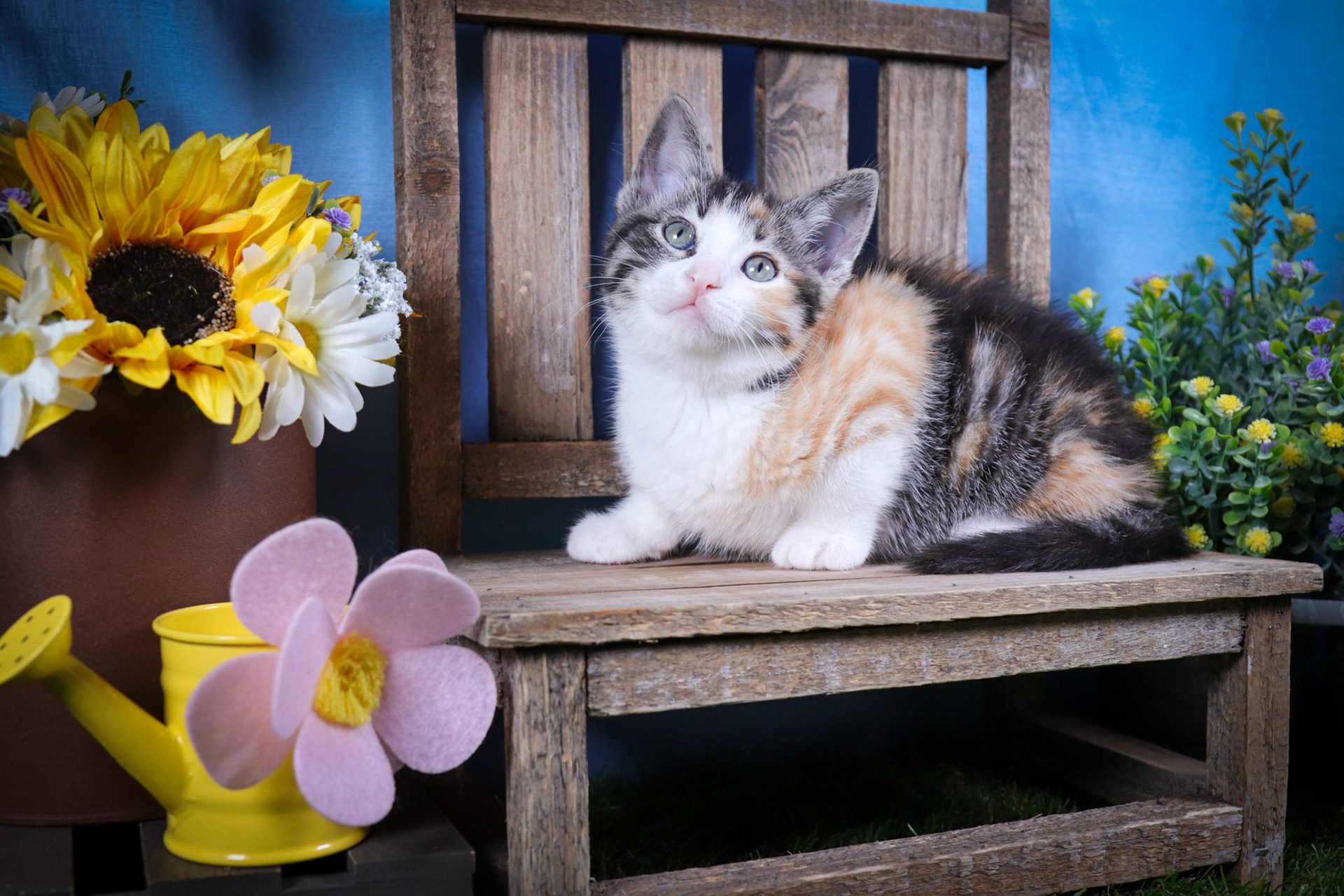 Lottie (F-DSH-Calico)