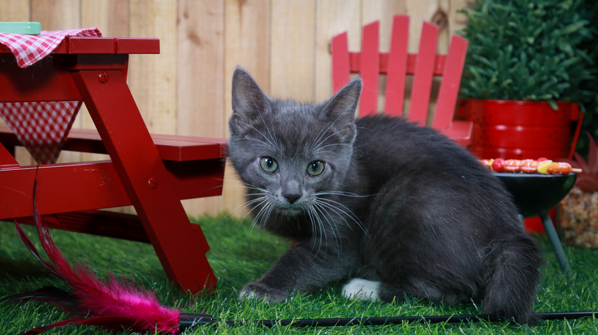 Hematite (F-DSH-Grey/White/Tuxie)