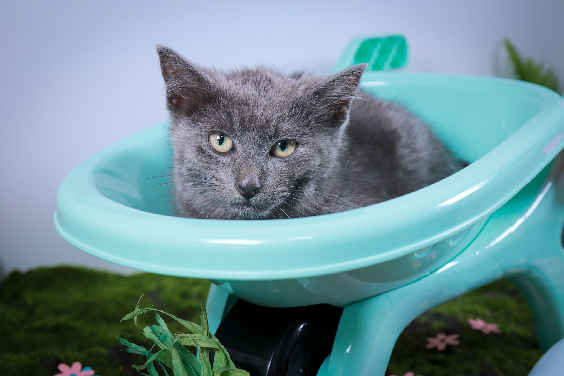 Dexter (M-DSH-Grey)