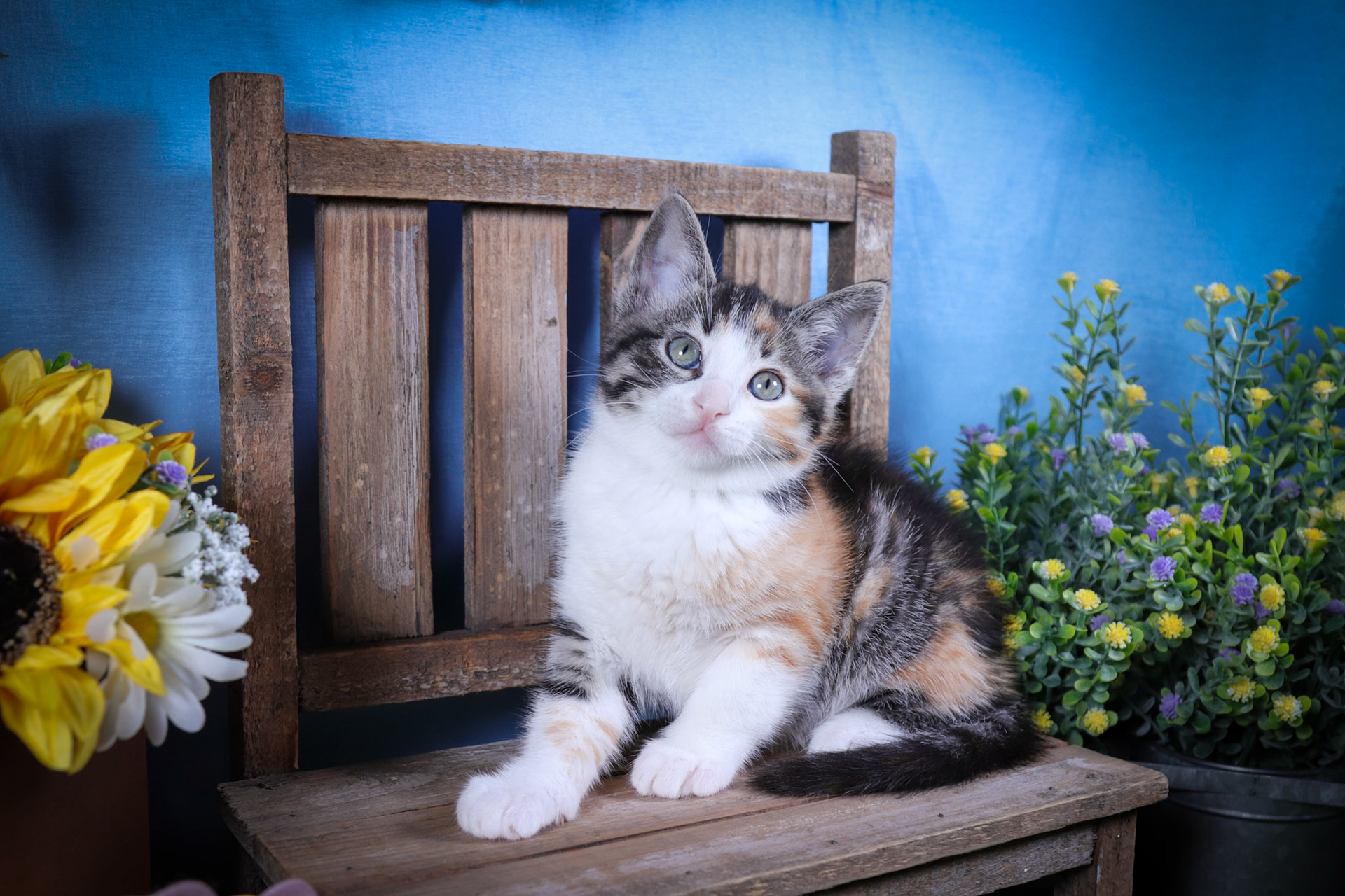 Lottie (F-DSH-Calico)