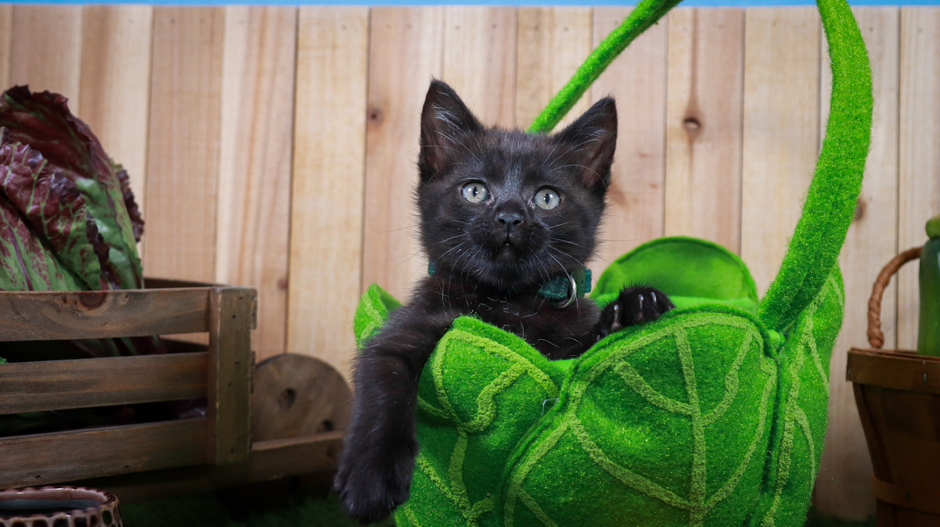 Clover (F-DSH-Black)