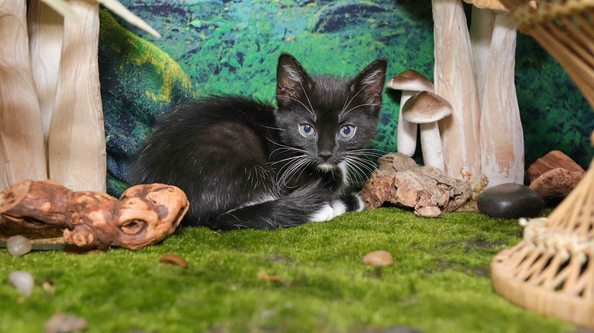 Olive (F-DSH-Polydactyl/Black/White/Tuxie)