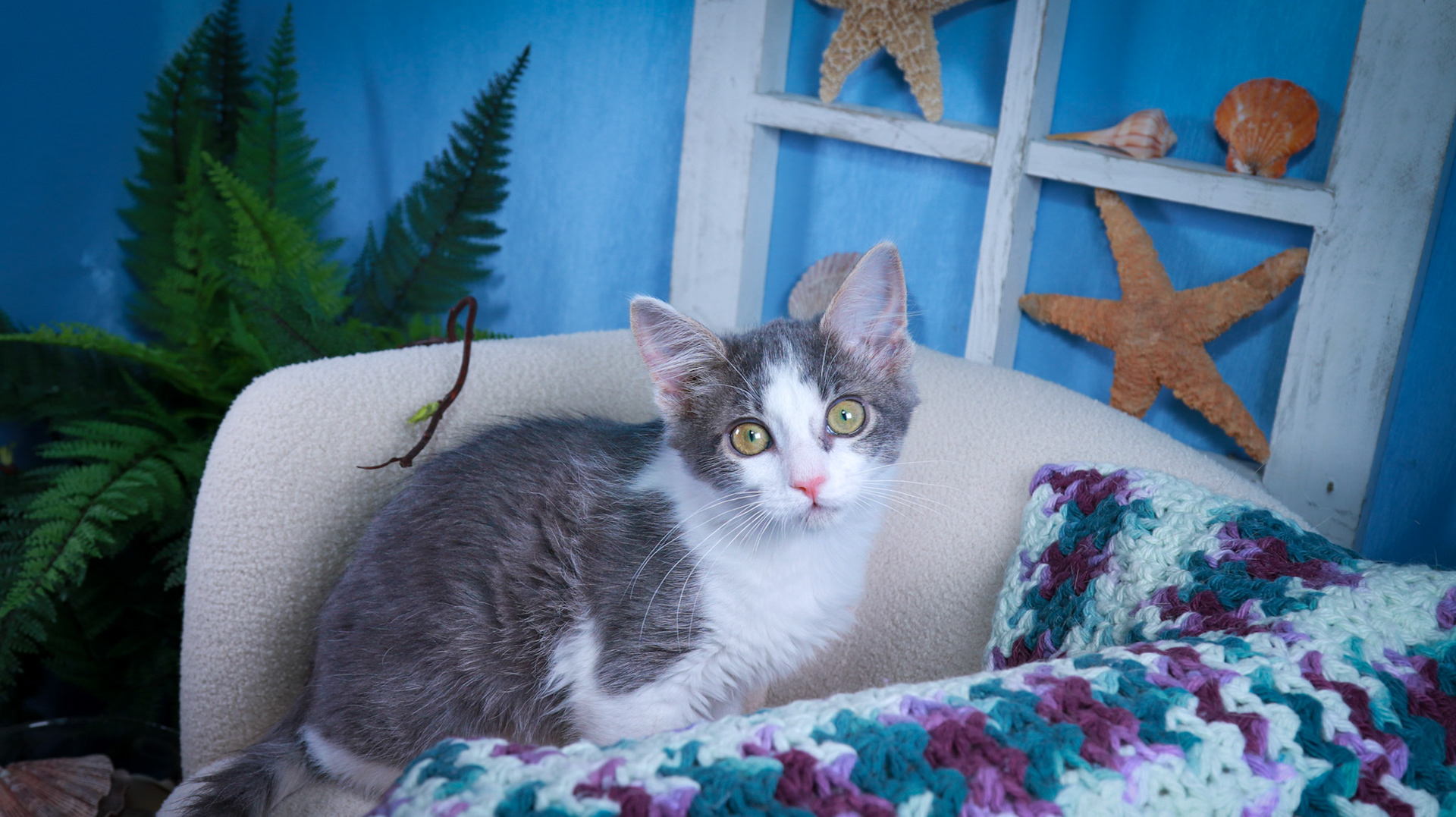 Scarlet (F-DSH-Gray/White)