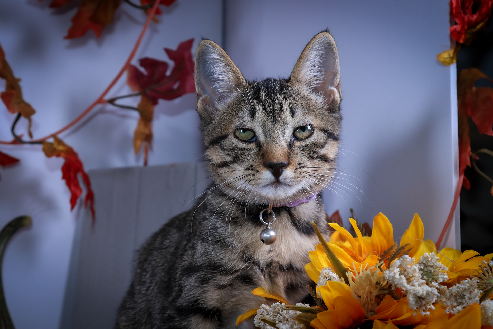 Whiskey Sour (F-DSH-Tabby)