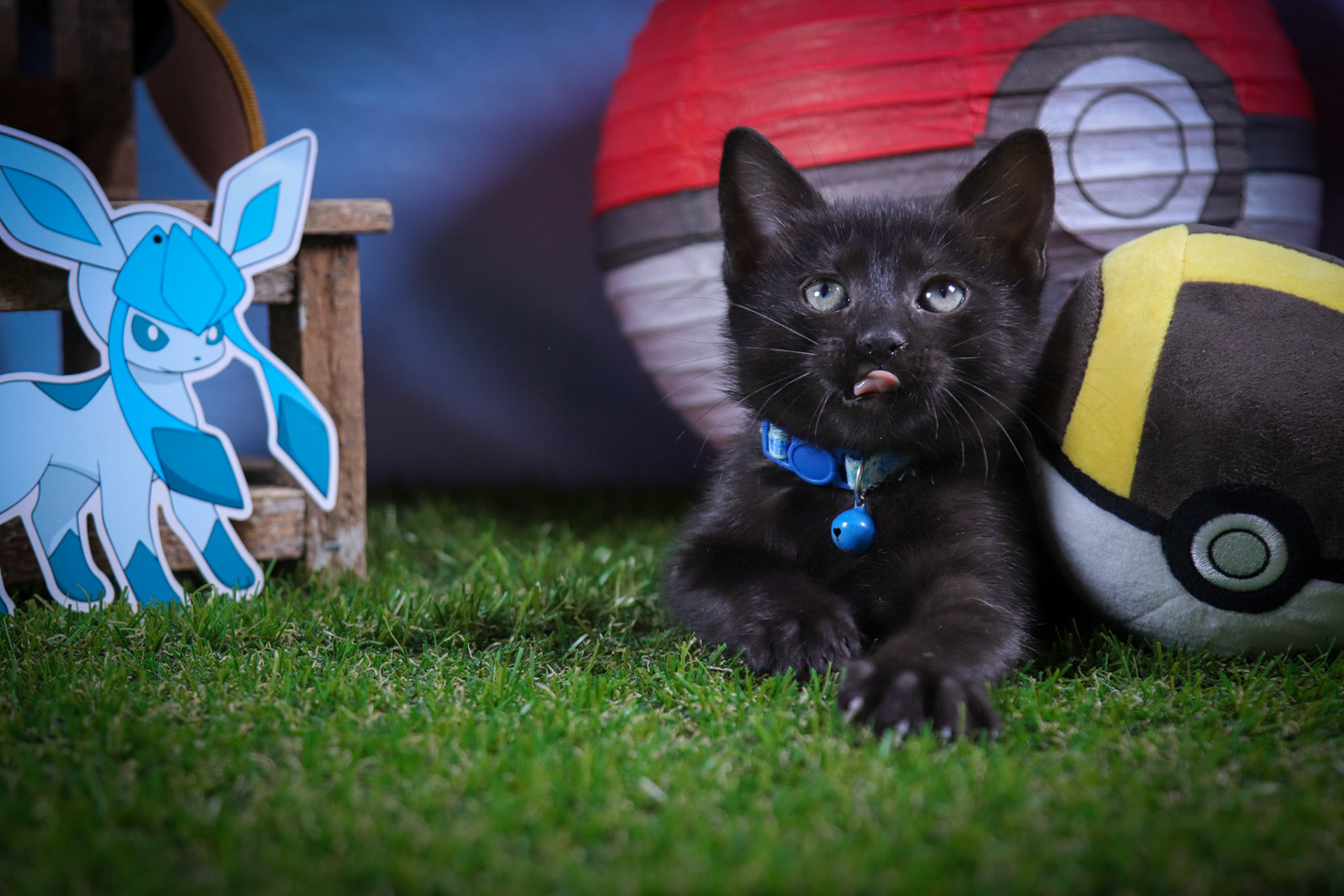 Glaceon (F-DSH-Black)