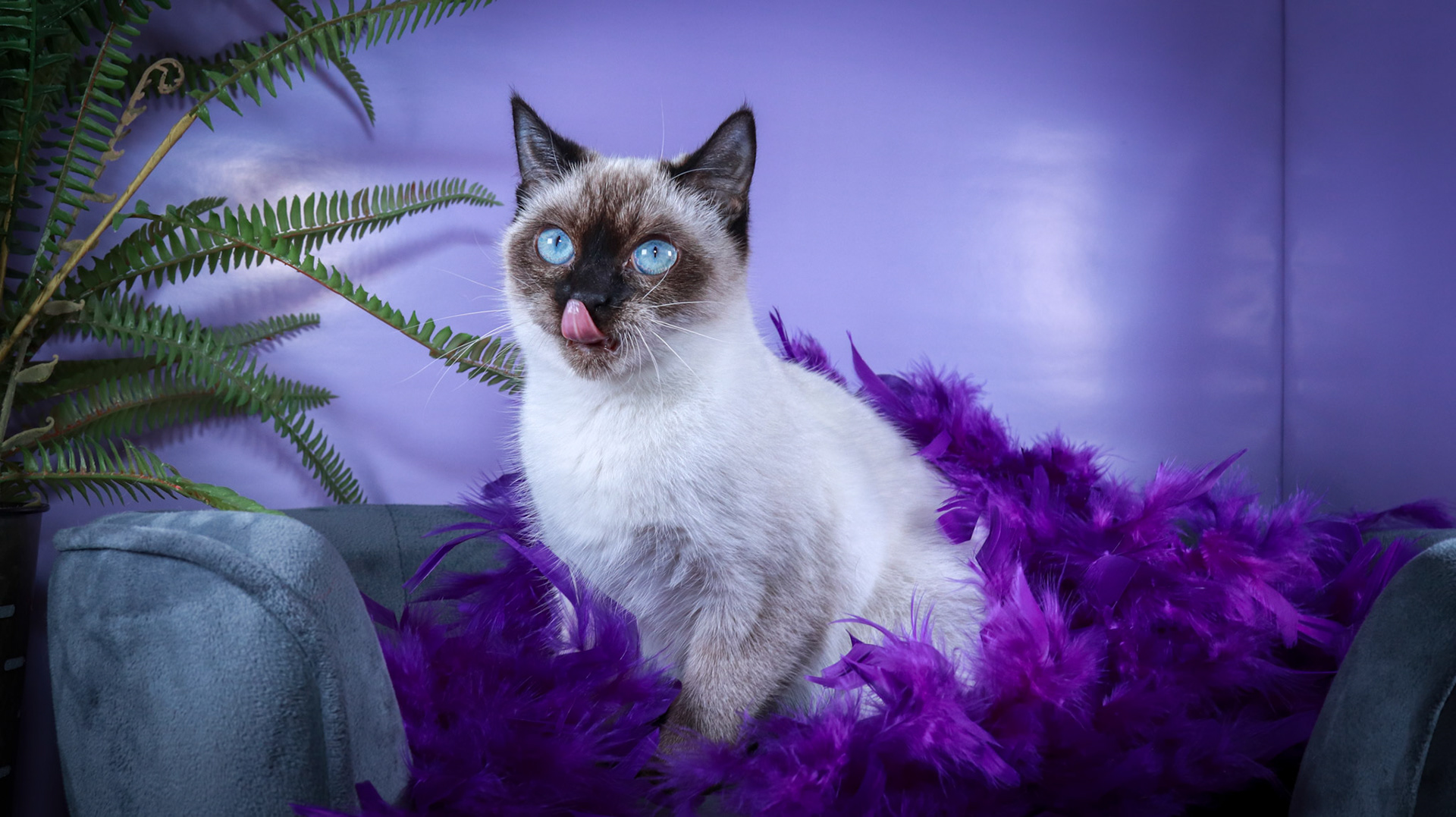 Meci (F-DSH-Seal Point Siamese)