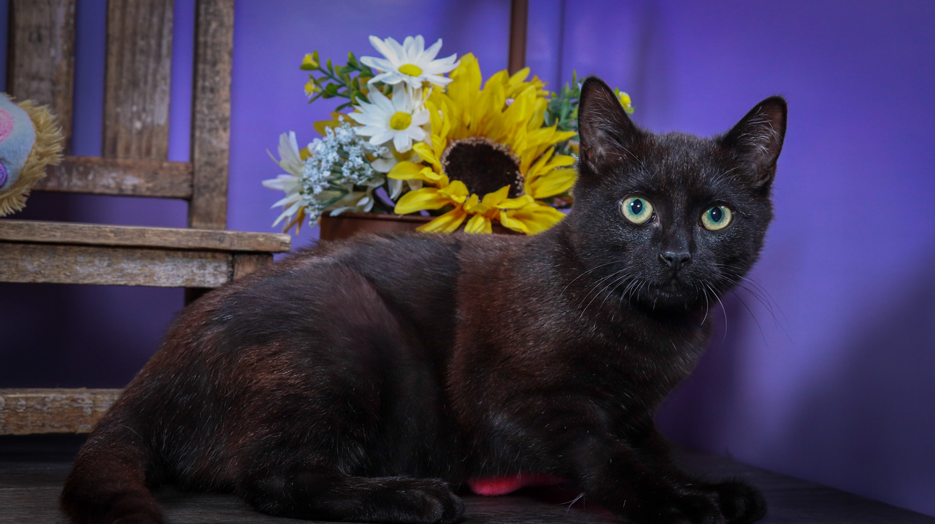 Licorice (F-DSH-Black)