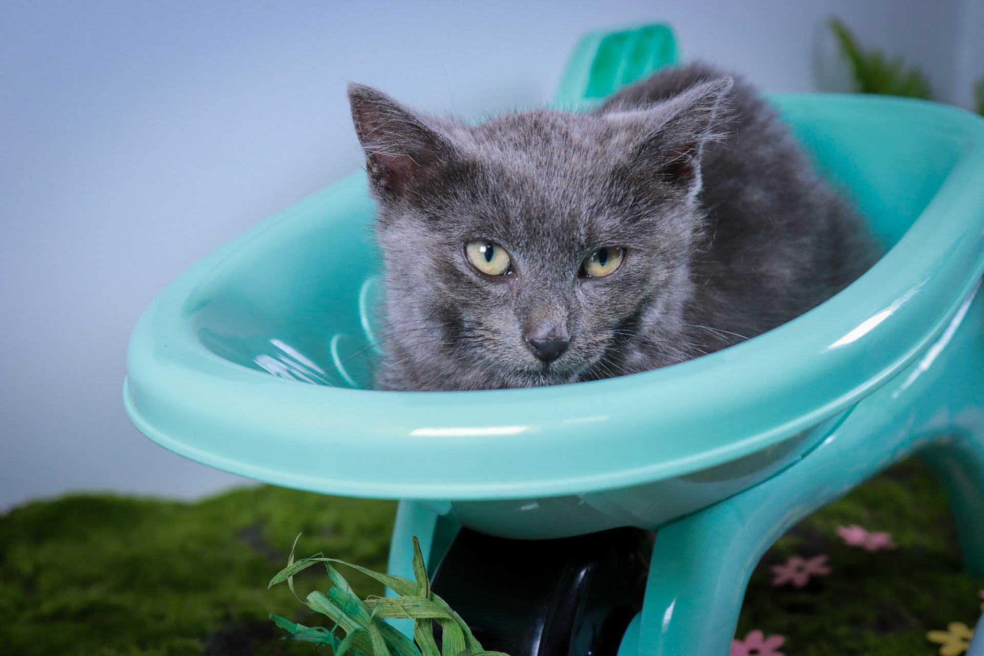 Dexter (M-DSH-Grey)