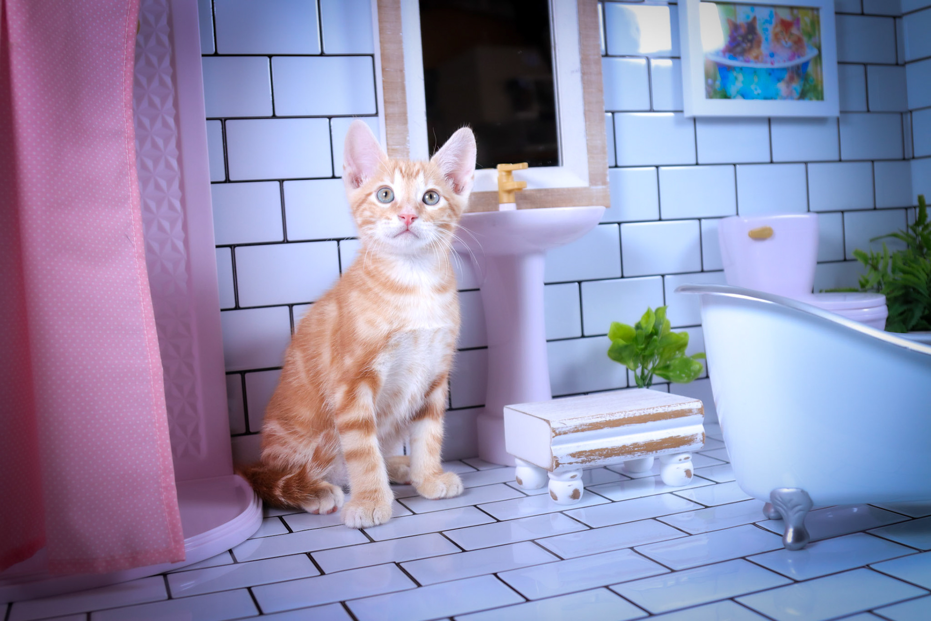 Cheetos (M-DSH-Dark/Bullseye/Ginger Tabby)