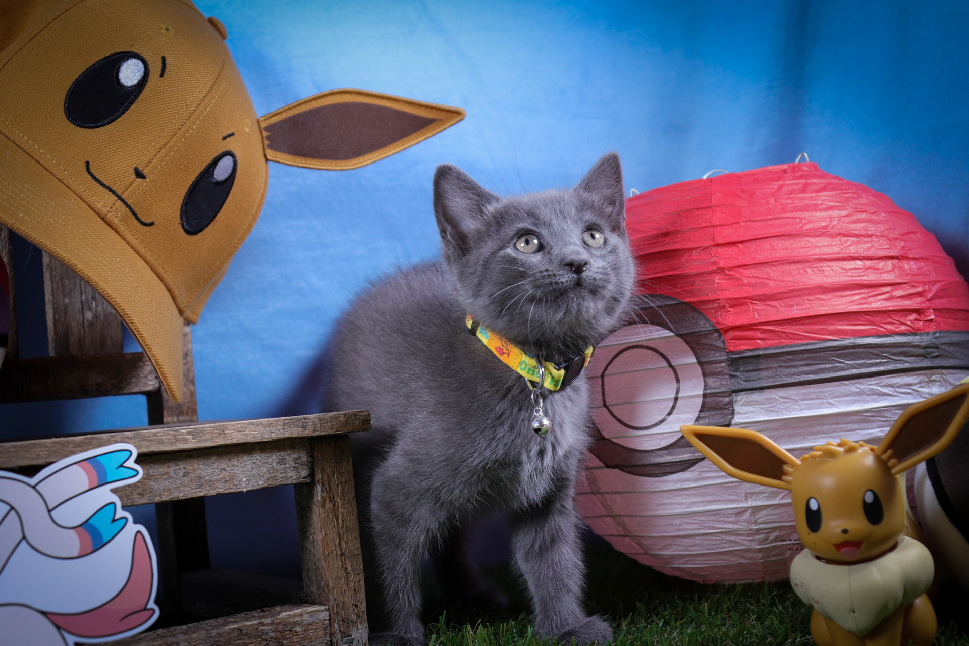 Silveon (F-DSH-Grey)