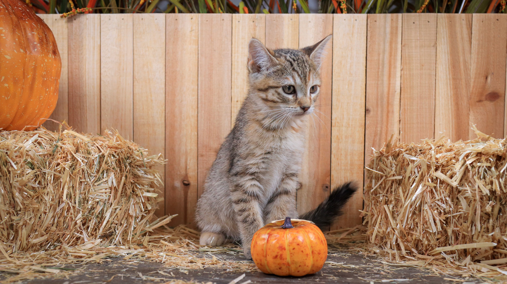 Furrari (F-DSH-Tabby)