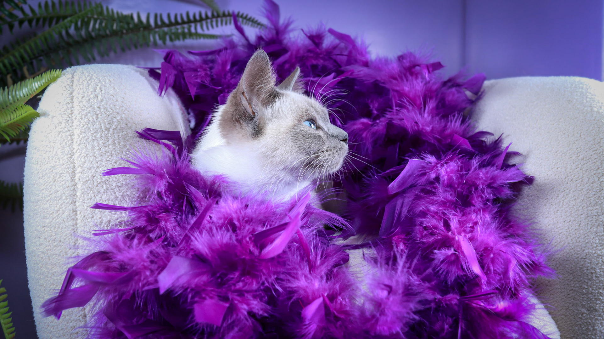 Grit (F-DSH-Siamese)