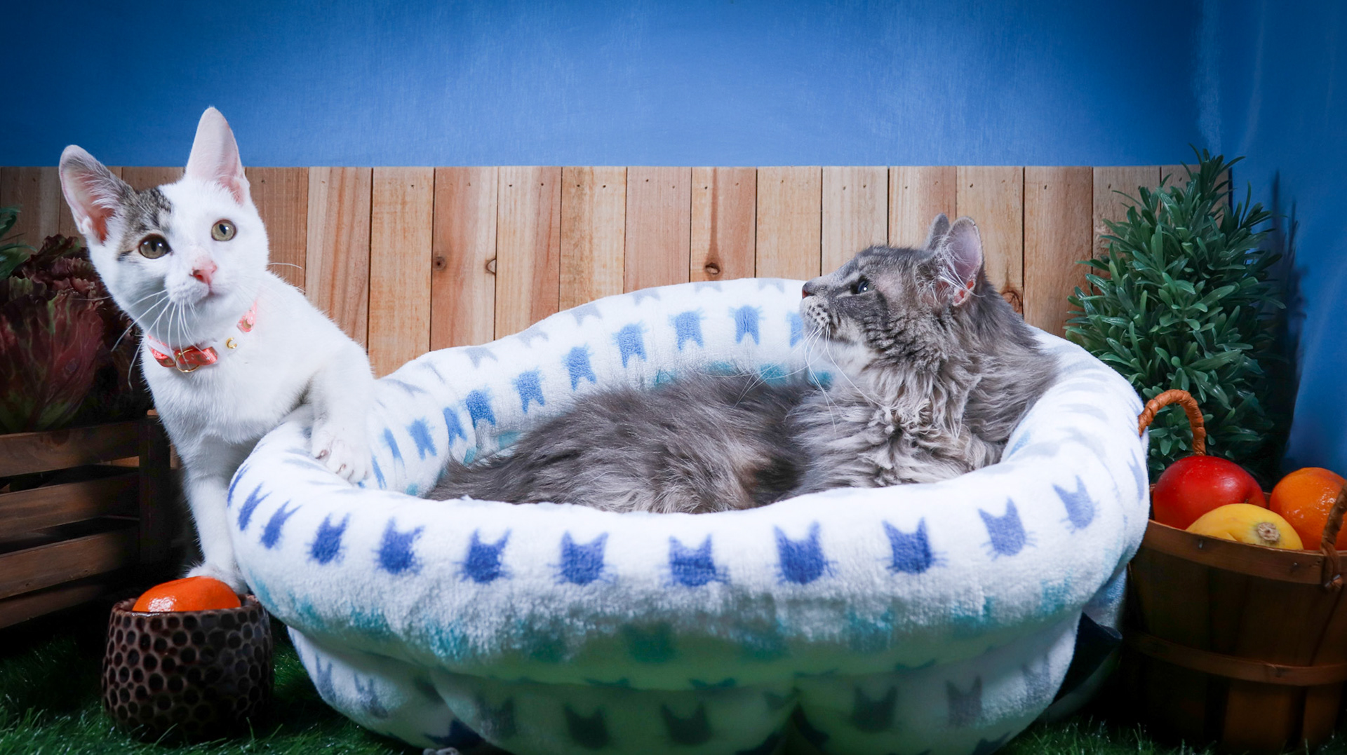Rini (F-DSH-Tabby/White), Elven (M-DLH-Gray/Tabby)