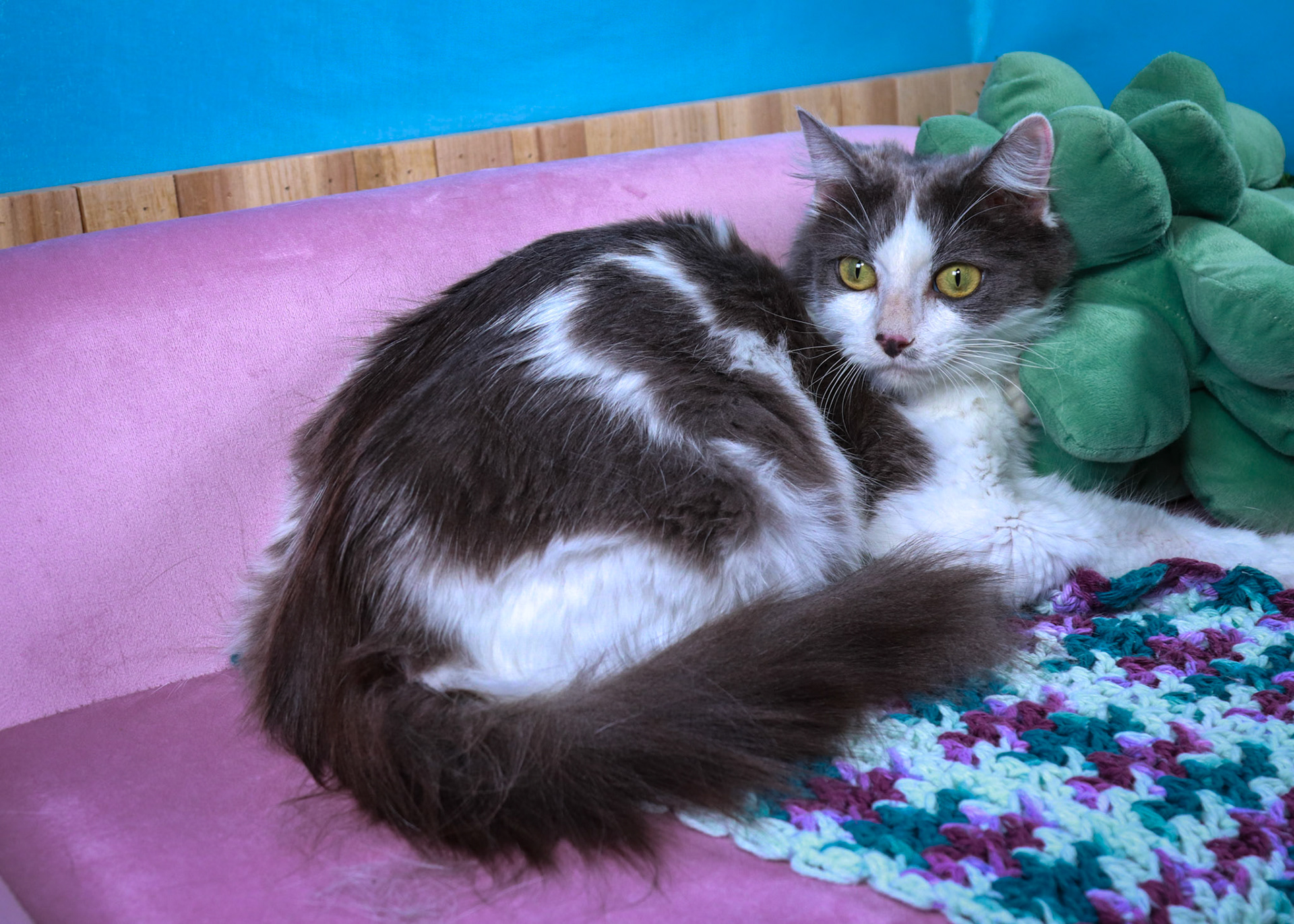 Roxy (F-DLH-Grey/White)