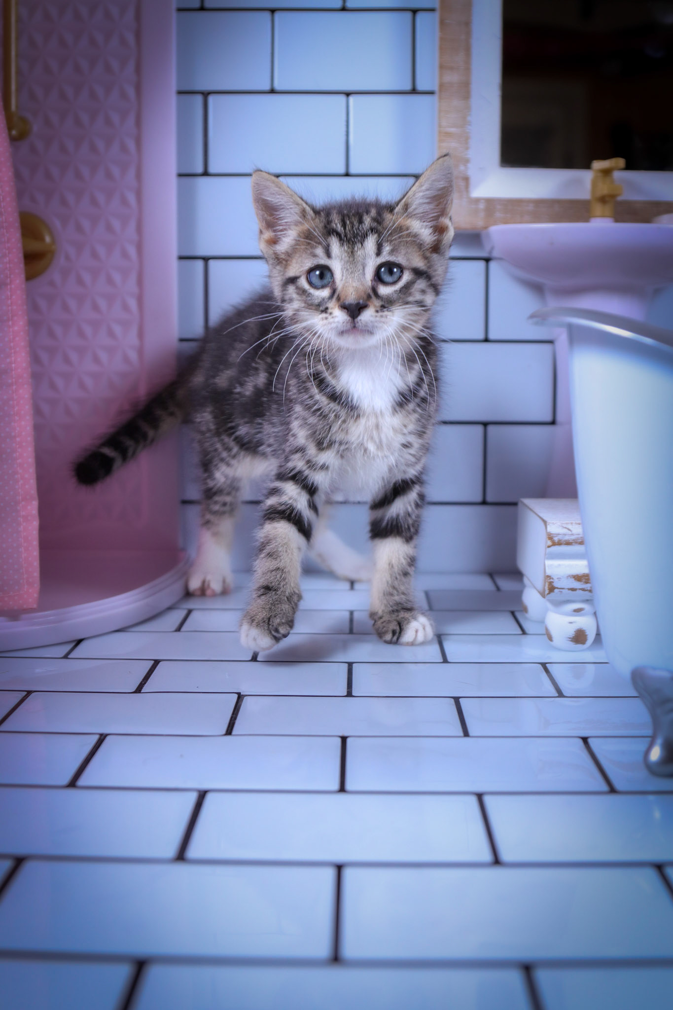 Milo (M-DSH-Tabby/White)