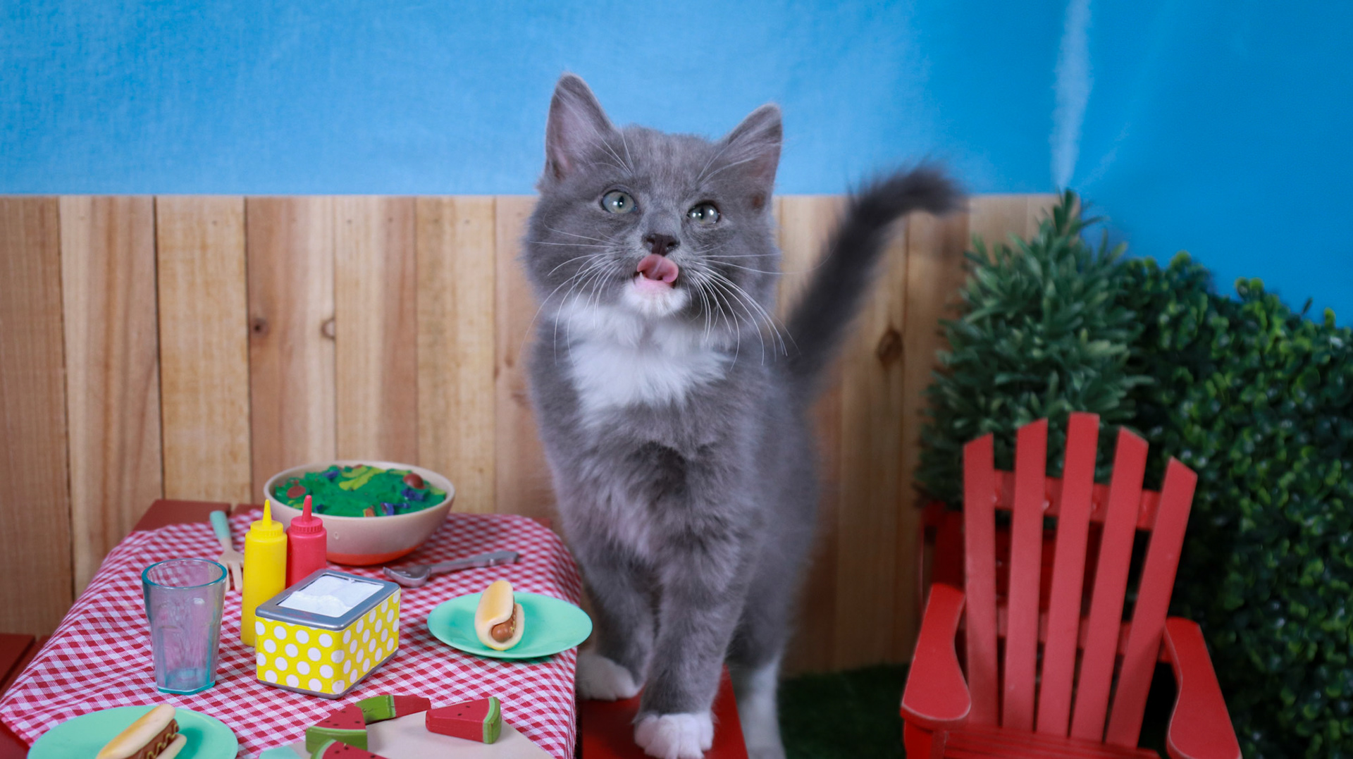 Milo (M-DMH-Grey/White/Tuxie)