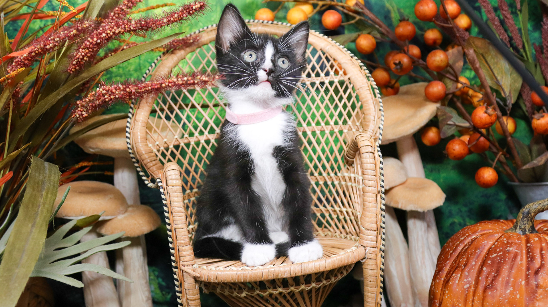 Magnolia (F-DSH-Black/White/Tuxie)